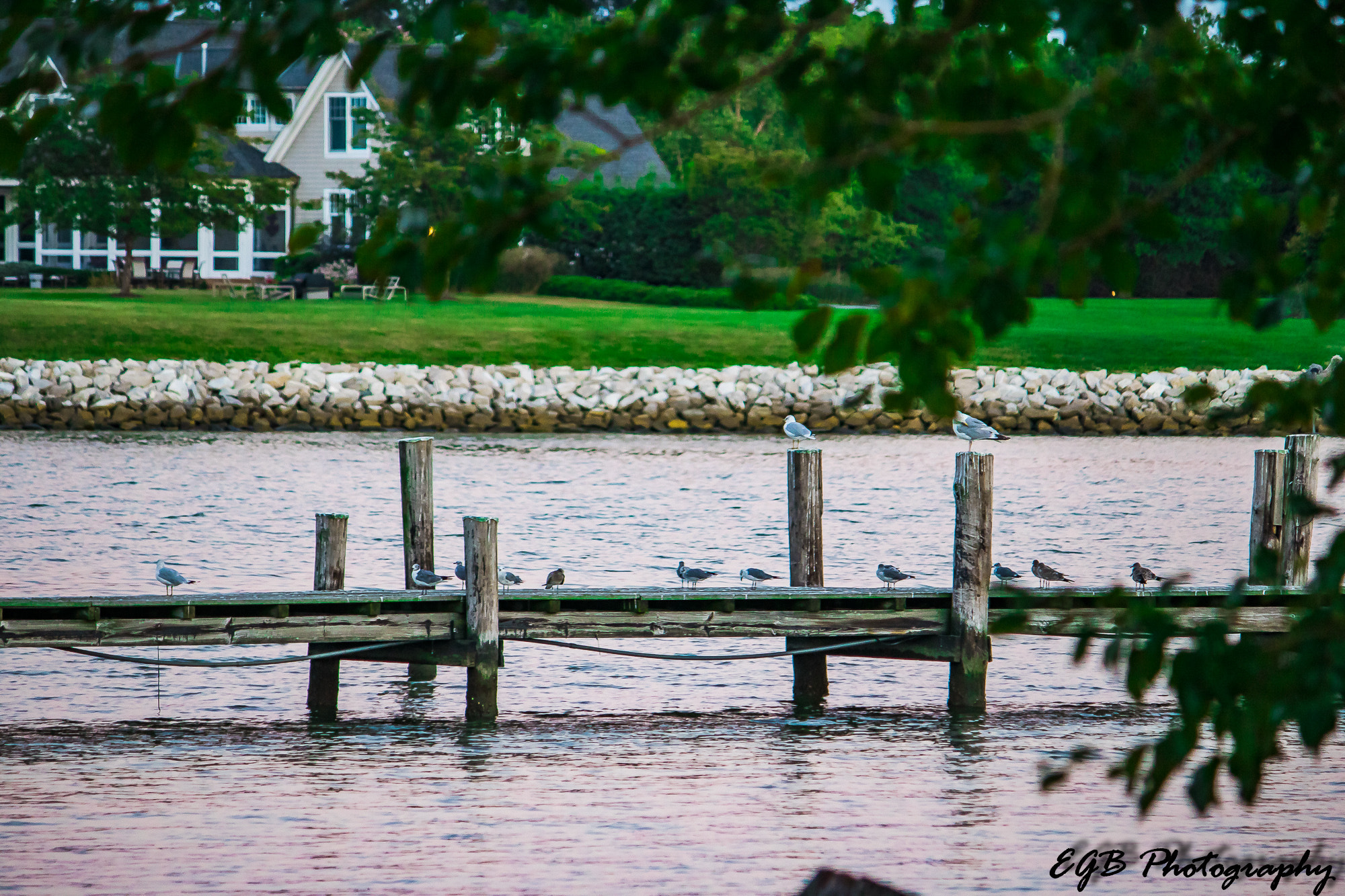 Canon EF-S 55-250mm F4-5.6 IS sample photo. A bird meeting photography