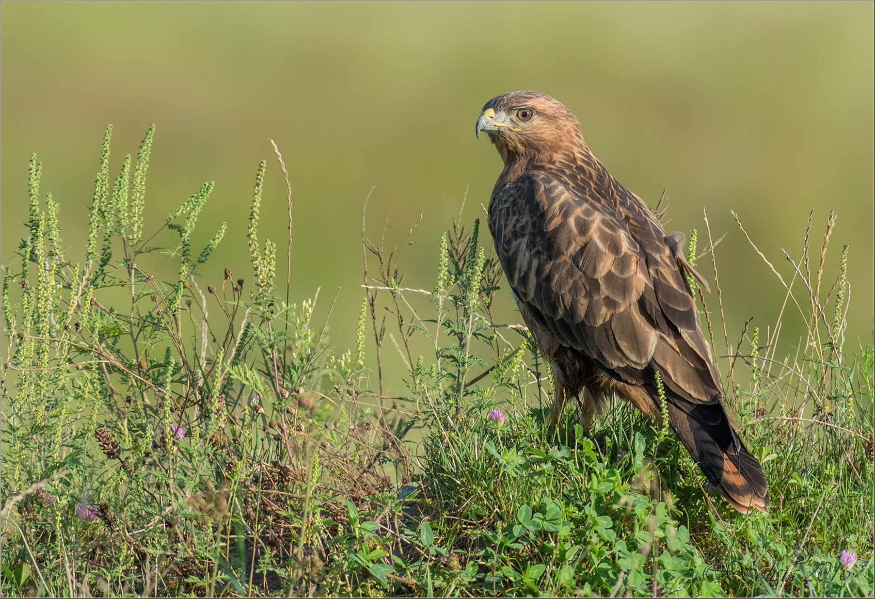 Nikon AF-S Nikkor 300mm F2.8G ED VR II sample photo. Common buzzard photography