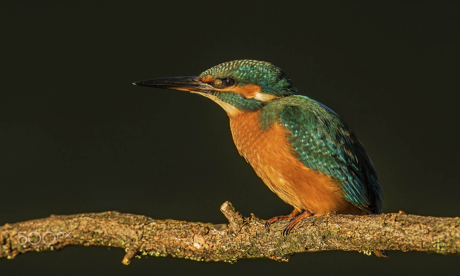 Canon EF 400mm f/2.8L sample photo. King photography