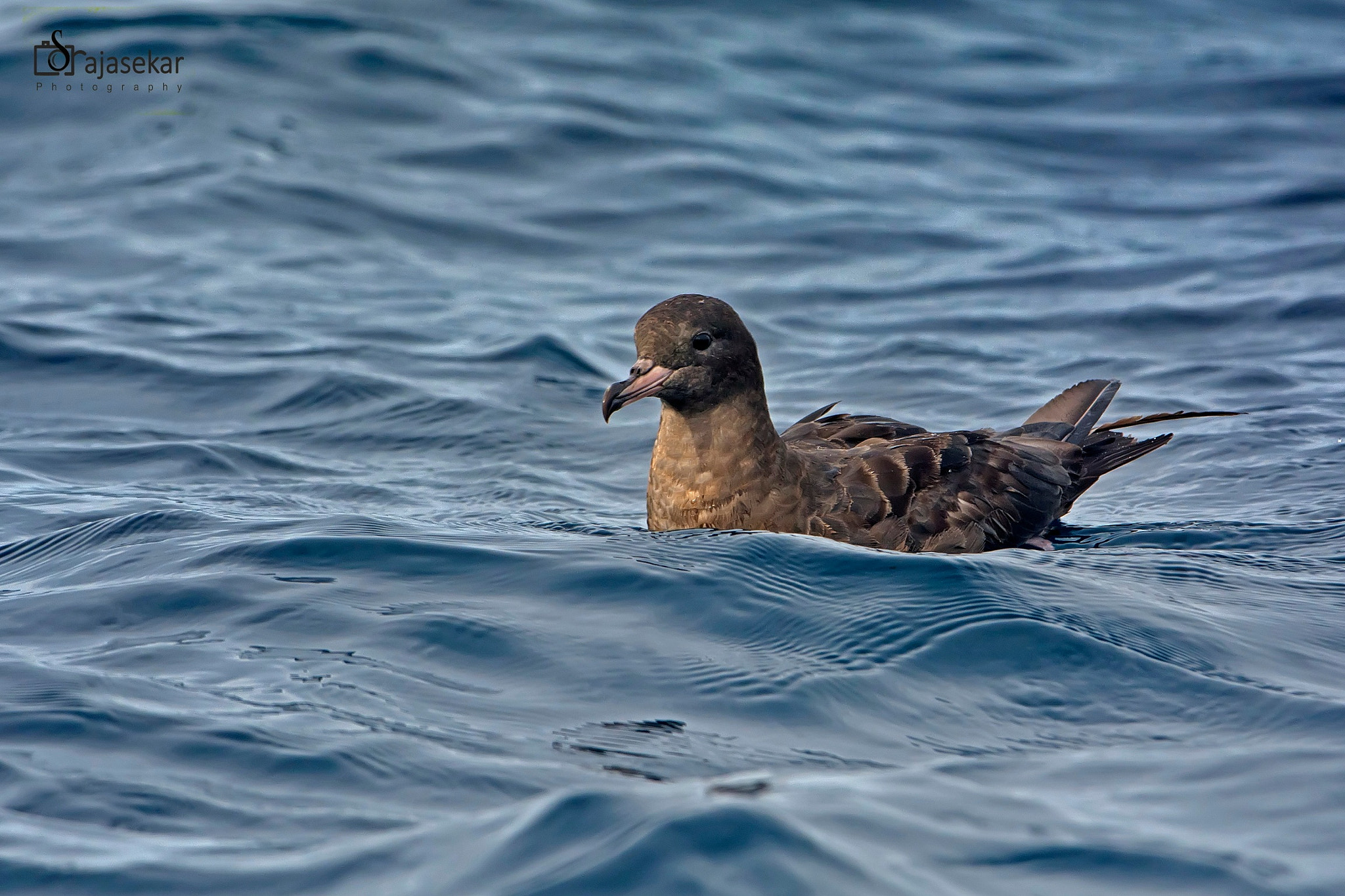 Nikon D7100 + Nikon AF-S Nikkor 600mm F4G ED VR sample photo. Flesh-footed shearwater photography