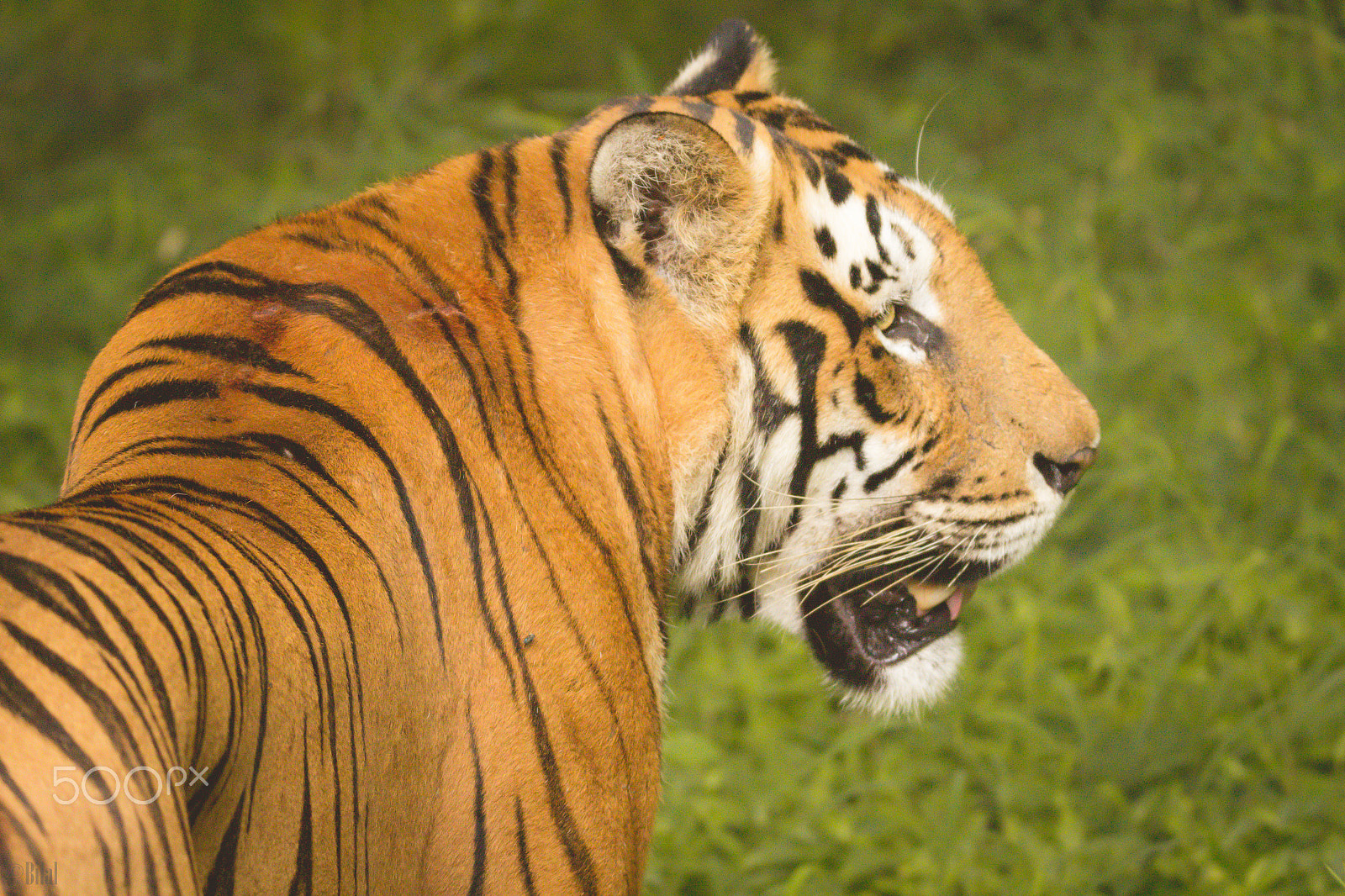 Tamron SP 150-600mm F5-6.3 Di VC USD sample photo. I am free and am wild photography