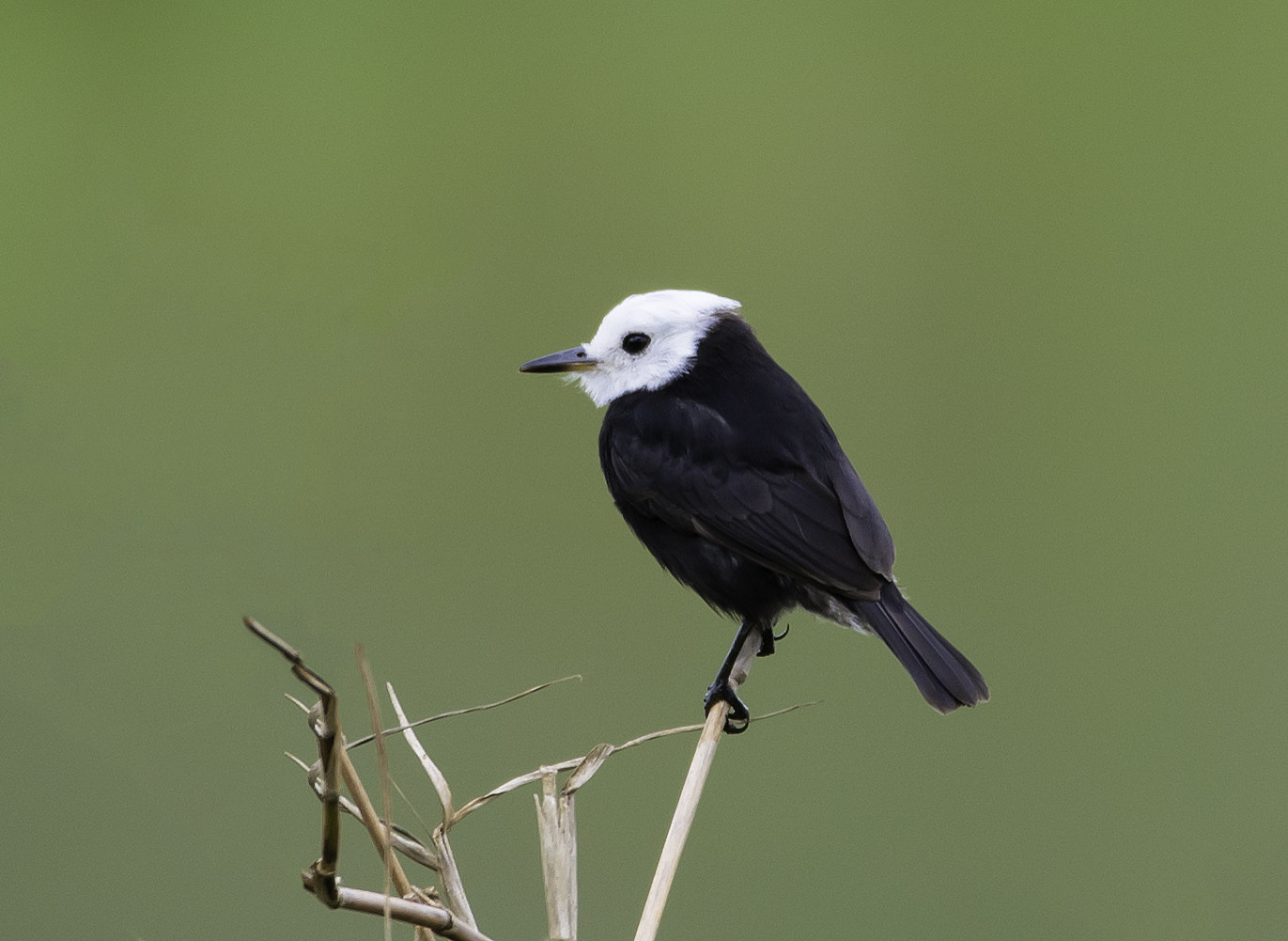 Sigma 150-600mm F5-6.3 DG OS HSM | C sample photo. Freirinha photography