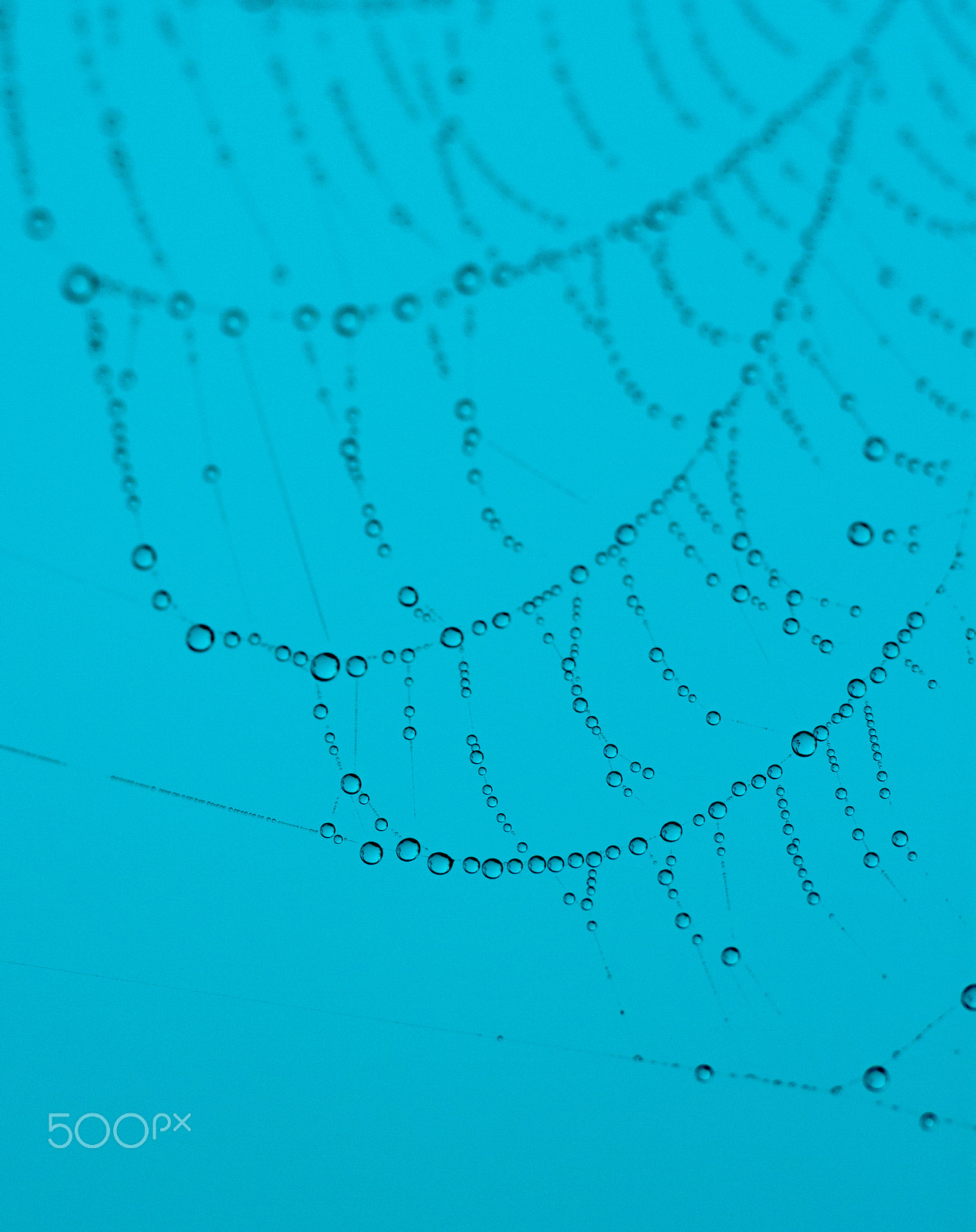 Canon EOS 500D (EOS Rebel T1i / EOS Kiss X3) sample photo. Droplets photography