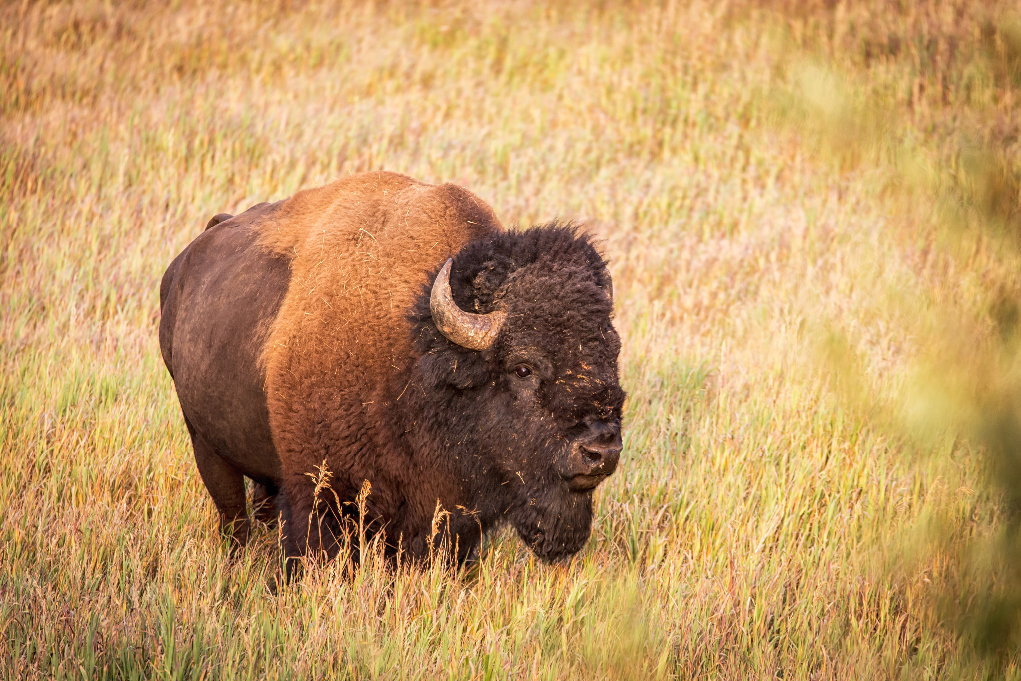 Canon EOS 6D + Sigma 150-600mm F5-6.3 DG OS HSM | S sample photo. Bison photography