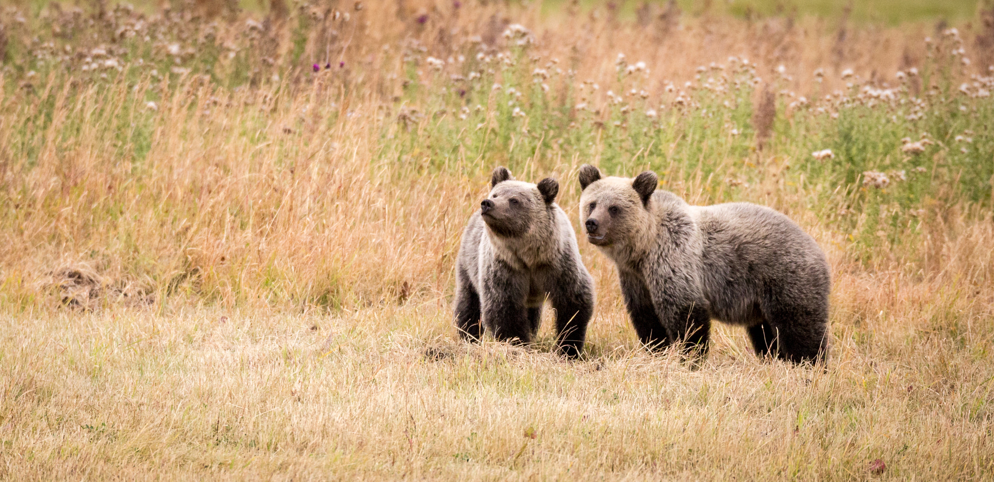 150-600mm F5-6.3 DG OS HSM | Sports 014 sample photo. Baby cubs on a walk photography