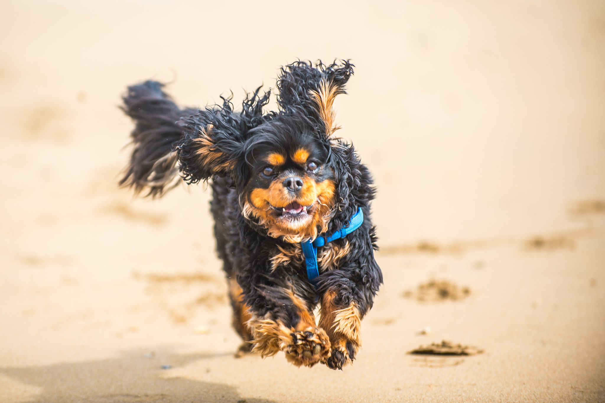 Nikon D4S sample photo. Dog dragon photography