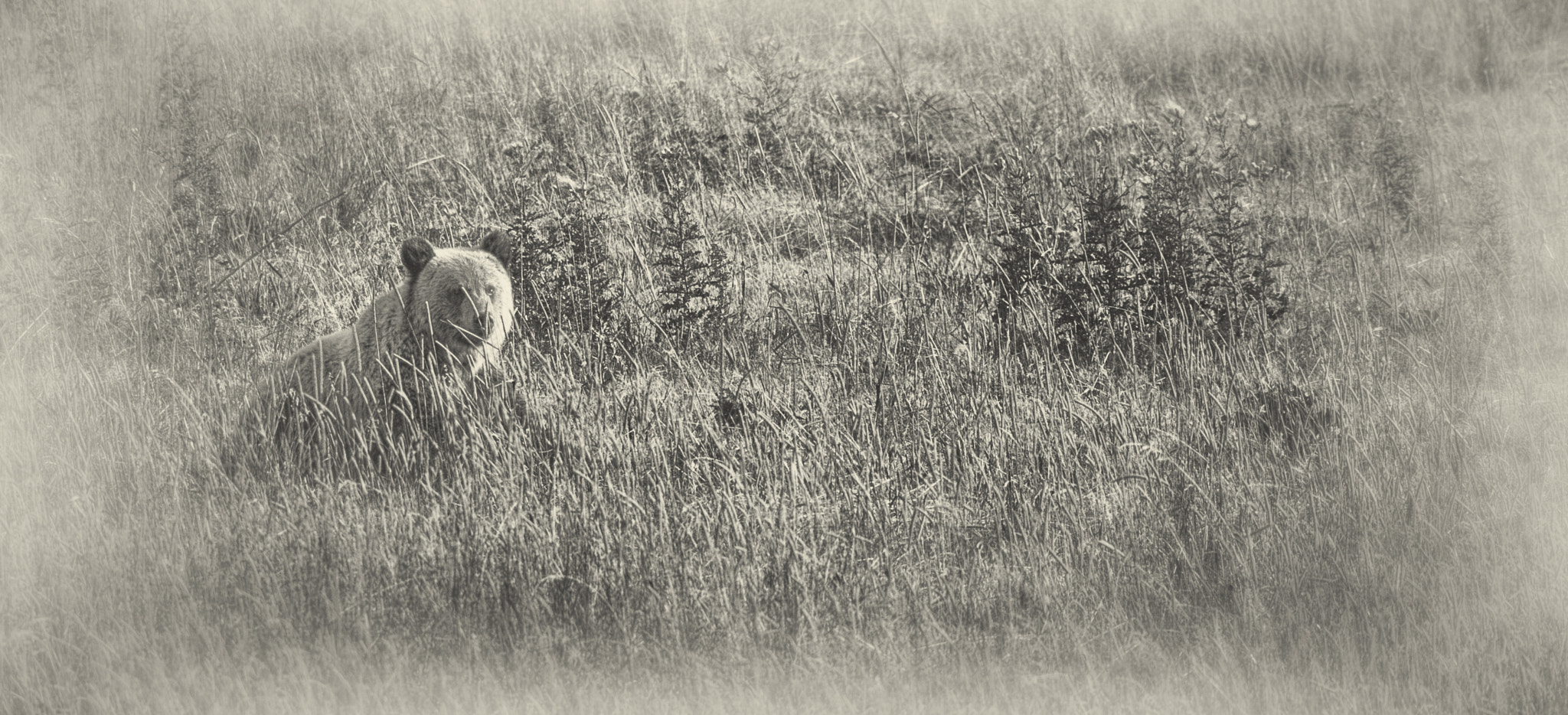 Sigma 150-600mm F5-6.3 DG OS HSM | S sample photo. Grizzly cub photography