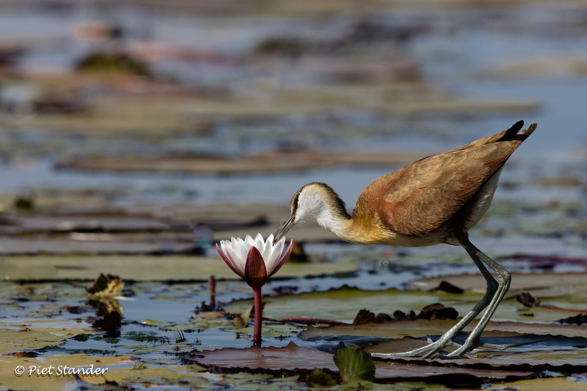 Canon EF 600mm F4L IS II USM sample photo. Jacana photography