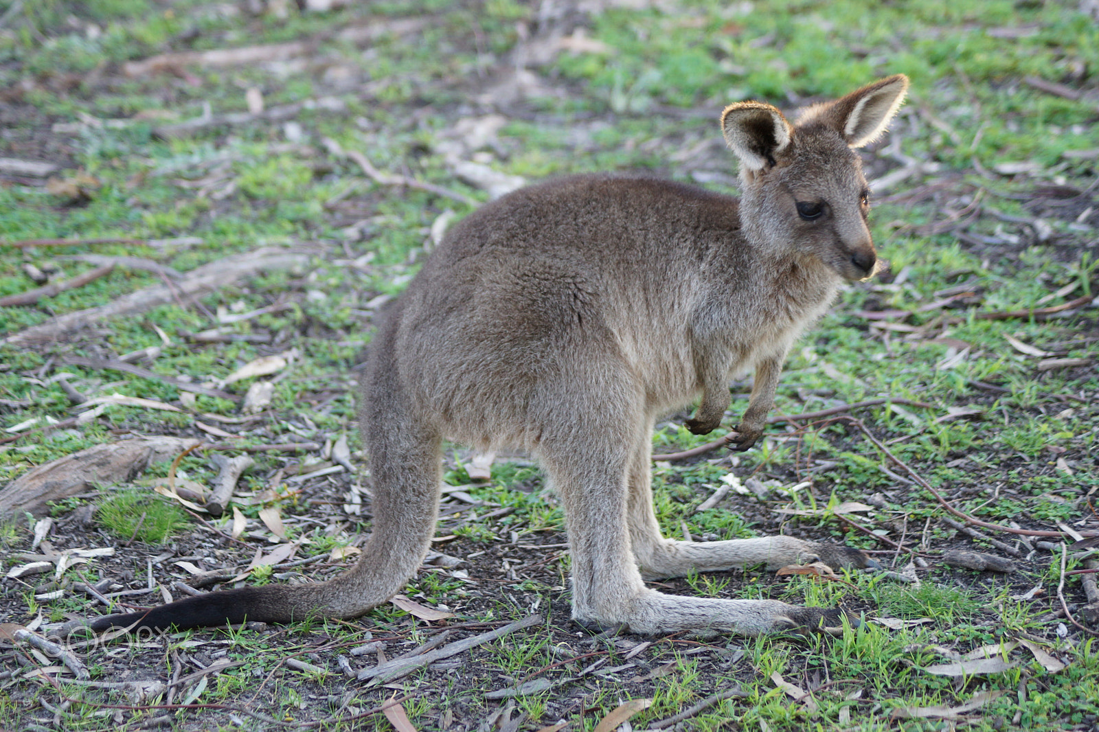 Sony DT 55-200mm F4-5.6 SAM sample photo. Young kangaroo photography
