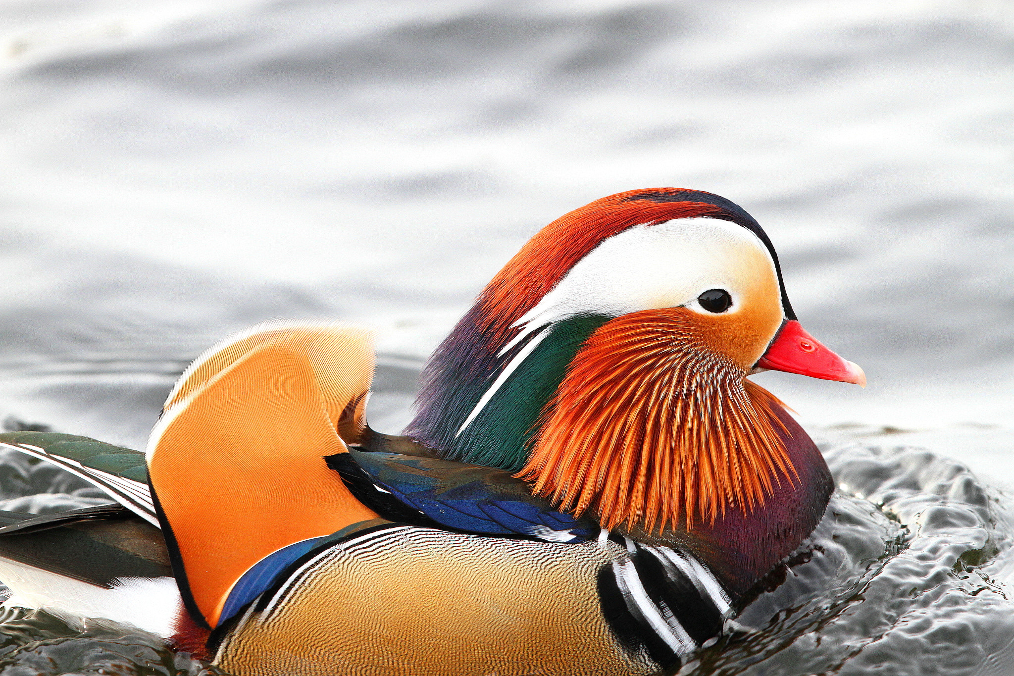 Canon EF 500mm F4L IS II USM sample photo. Mandarin duck photography