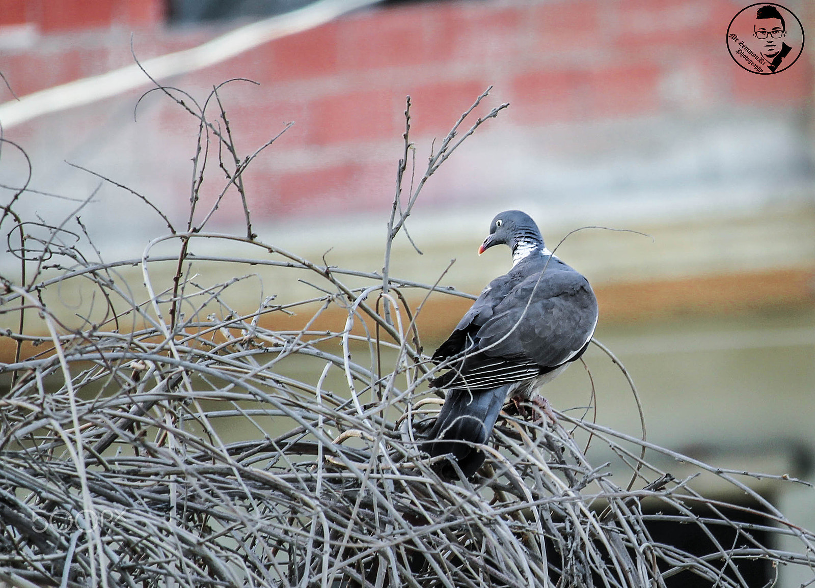 Canon EF-S 55-250mm F4-5.6 IS STM sample photo. Dove photography