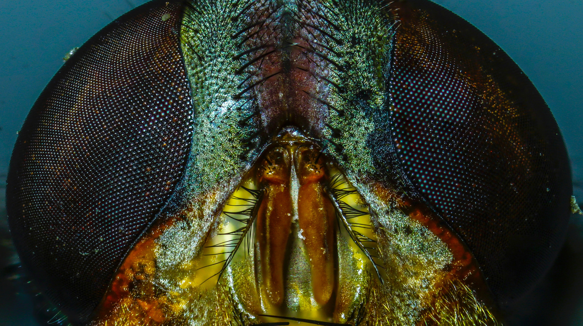 Canon MP-E 65mm F2.5 1-5x Macro Photo sample photo. Front fly photography