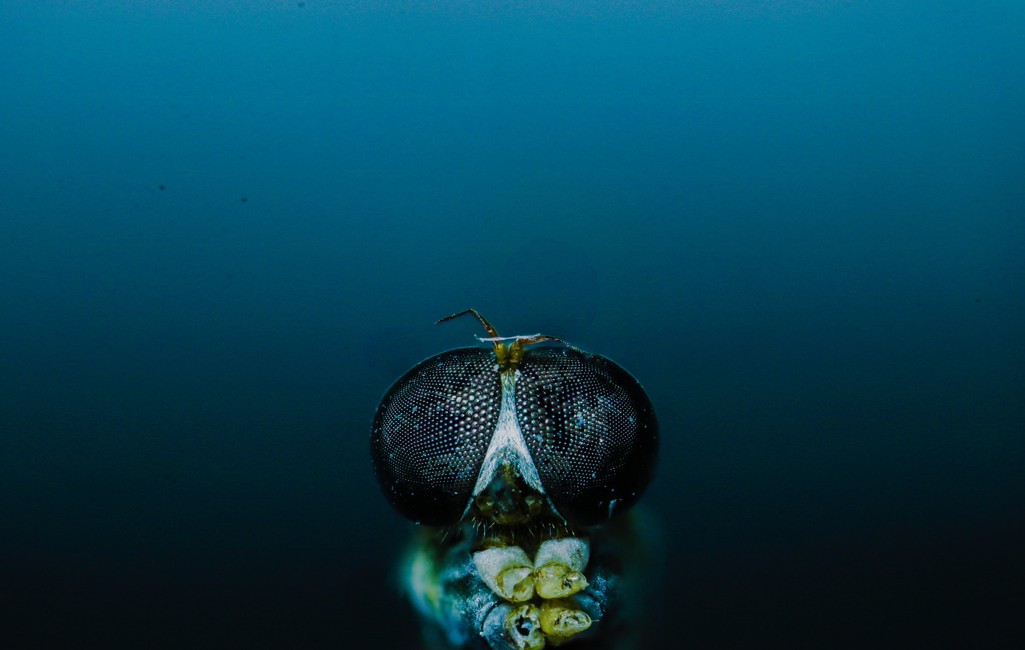 Canon MP-E 65mm F2.5 1-5x Macro Photo sample photo. Drangon-fly baby photography