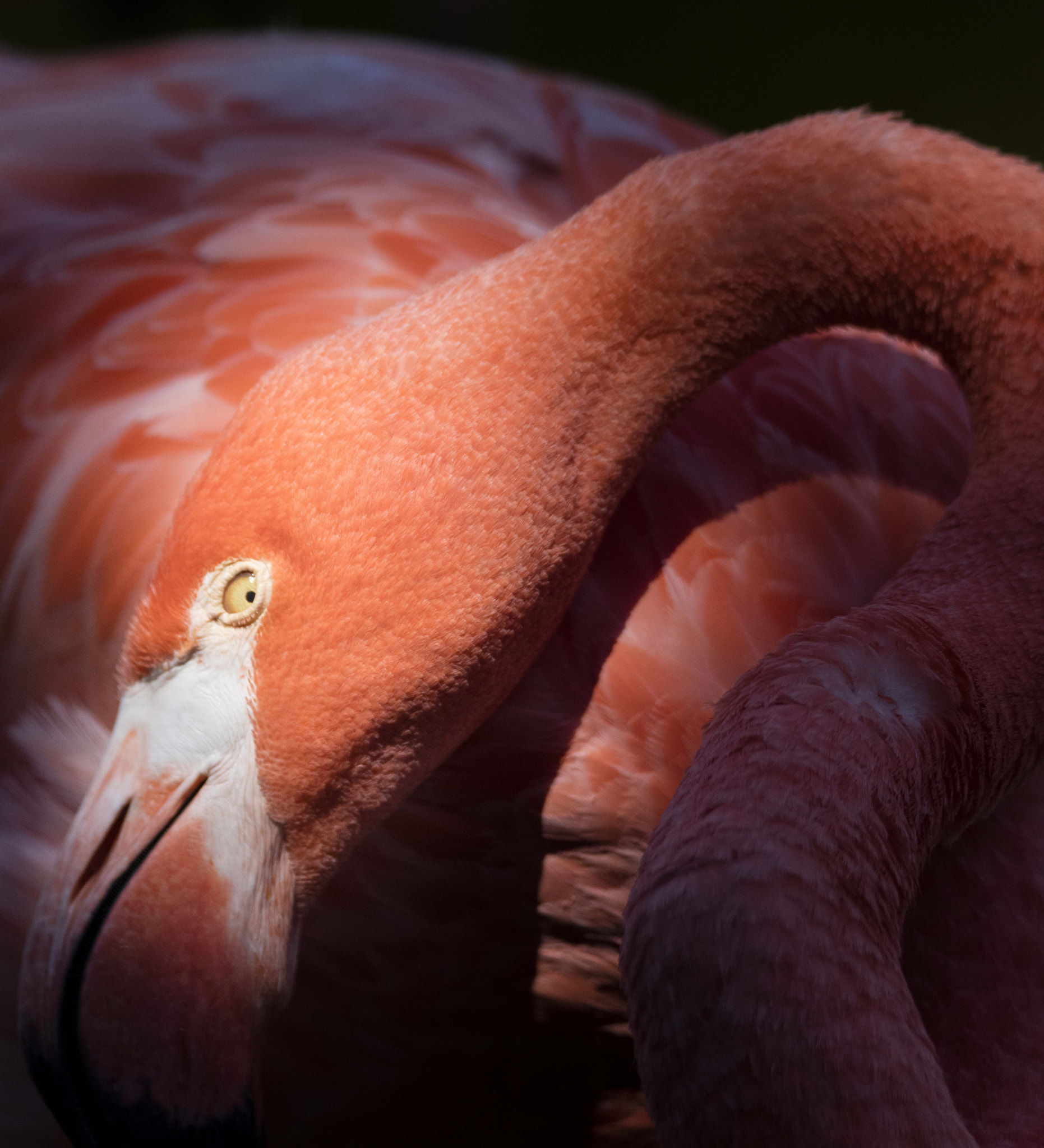 Tamron SP 150-600mm F5-6.3 Di VC USD sample photo. Flamingo photography