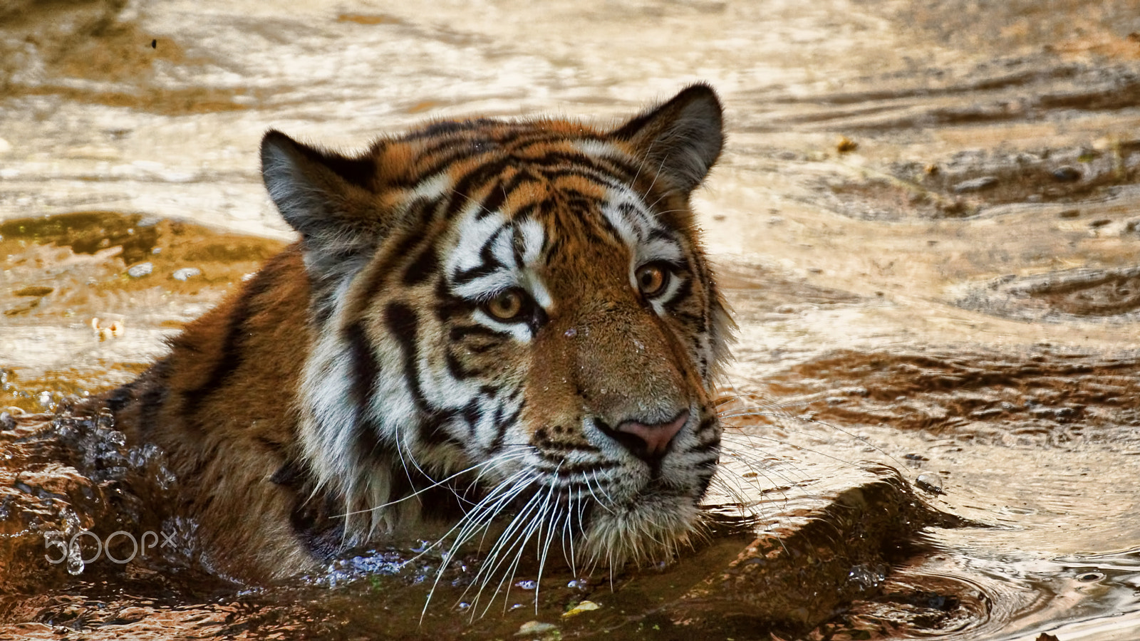 Tamron SP 70-300mm F4-5.6 Di USD sample photo. Tiger photography