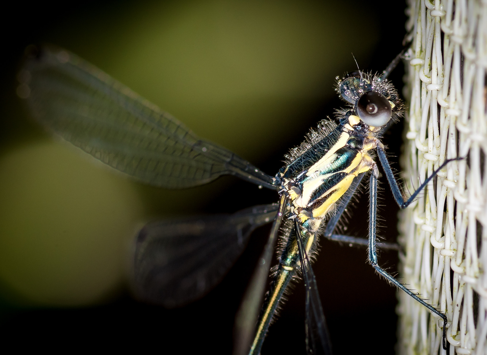 Nikon D500 + Tokina AT-X Pro 100mm F2.8 Macro sample photo