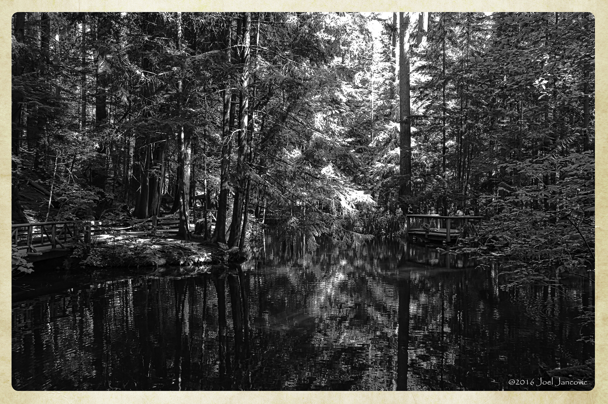 Nikon D5000 sample photo. Capilano park, north vancouver photography