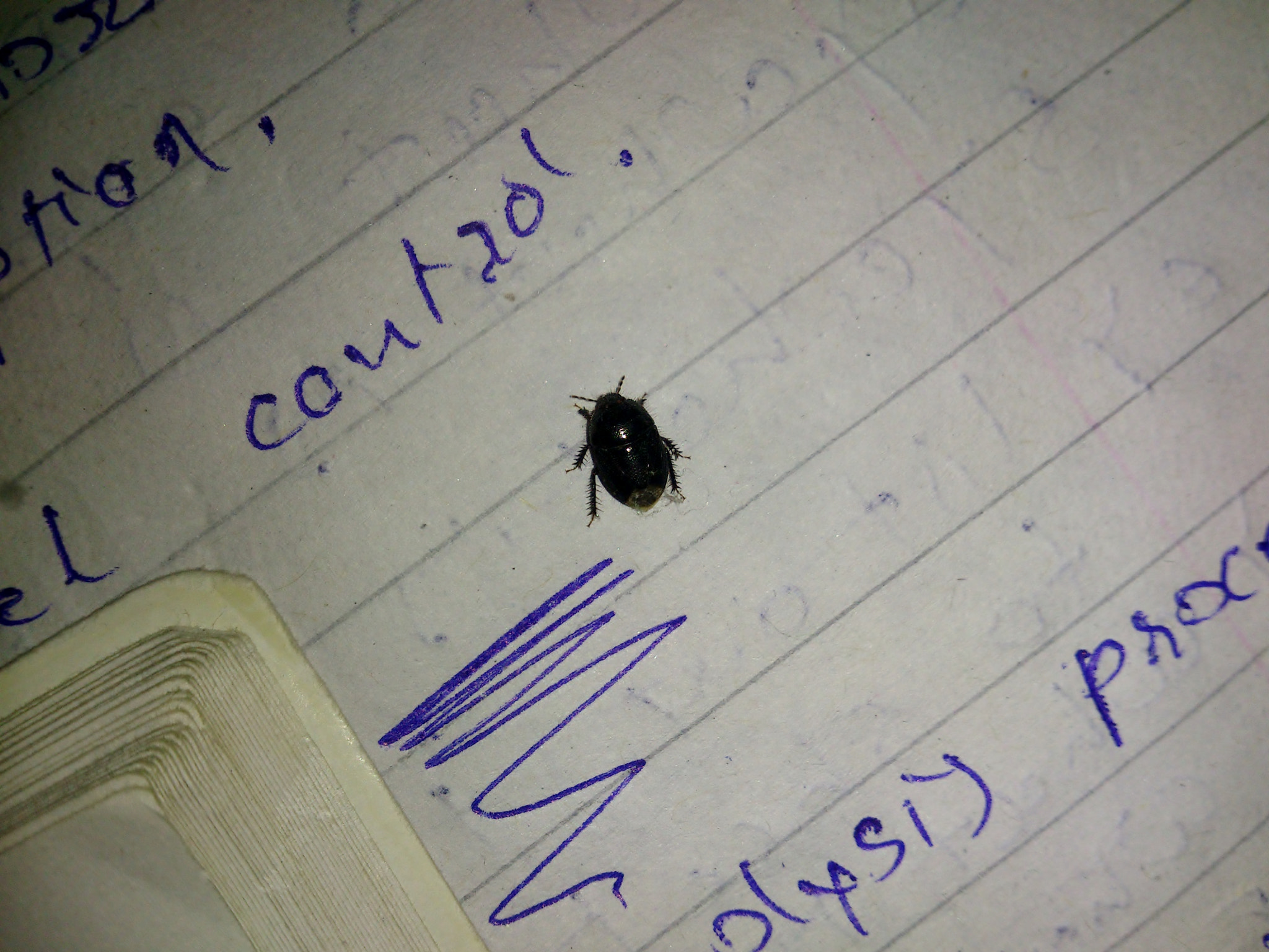 Sony Ericsson Xperia S sample photo. Insect from above. photography