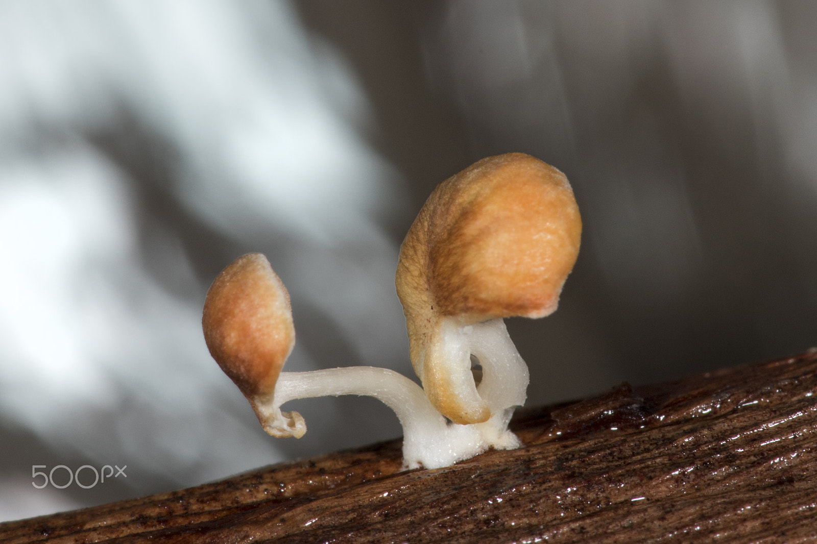 Canon EF 180mm F3.5L Macro USM sample photo. Fungi photography