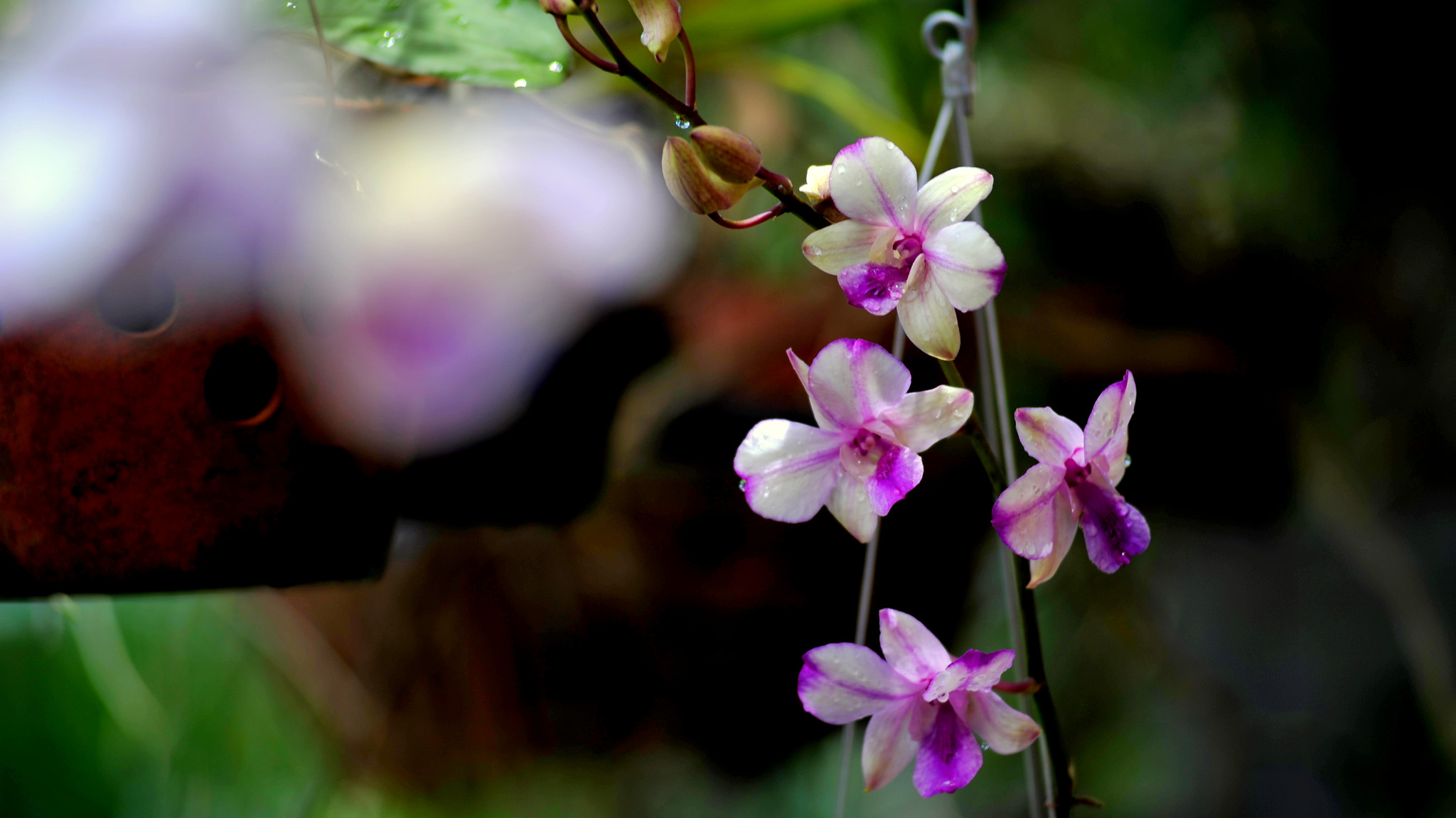 Nikon AF-Nikkor 80-200mm F2.8D ED sample photo. Phalaenopsis photography