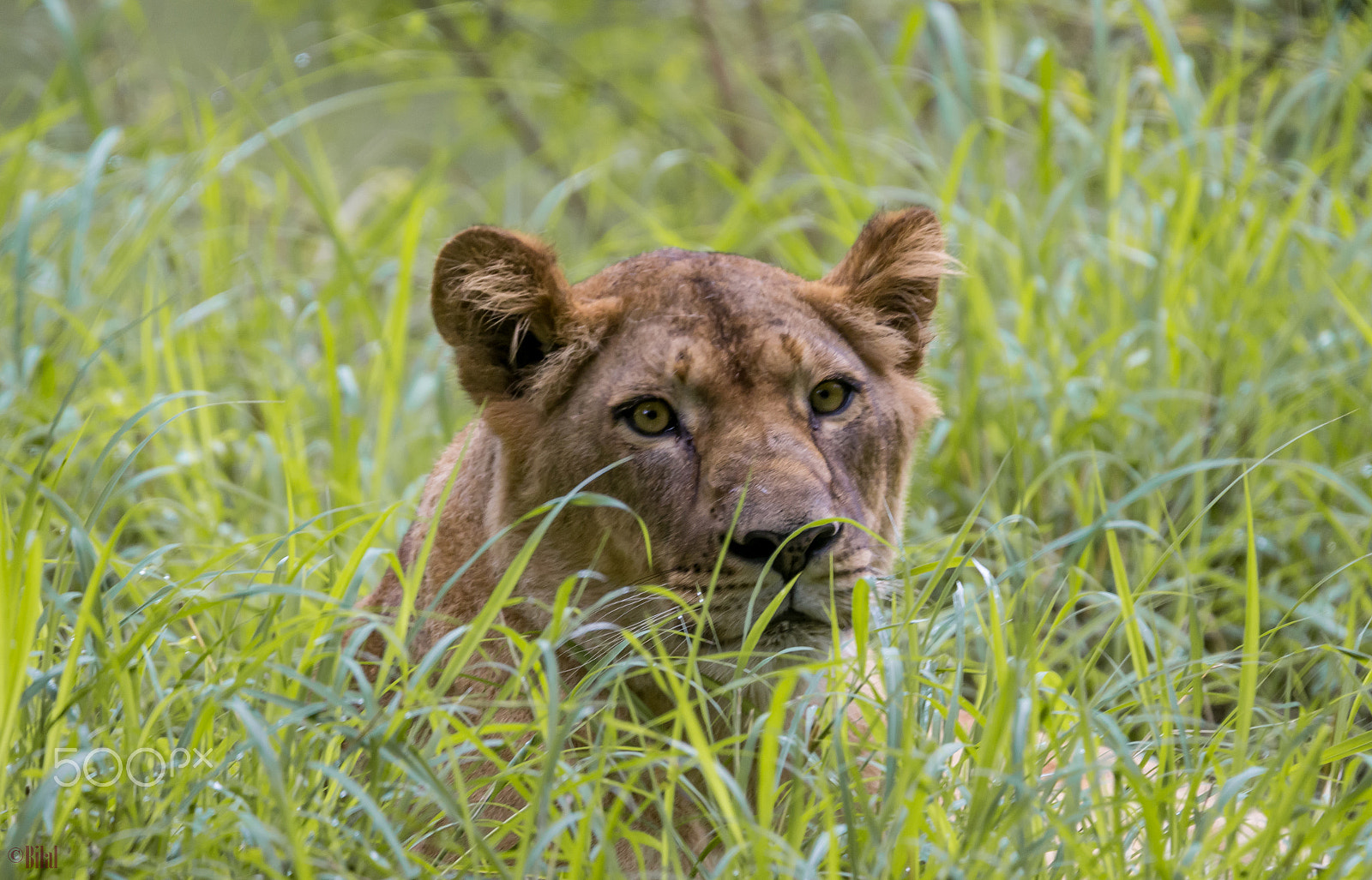 Tamron SP 150-600mm F5-6.3 Di VC USD sample photo. Hunting mode photography