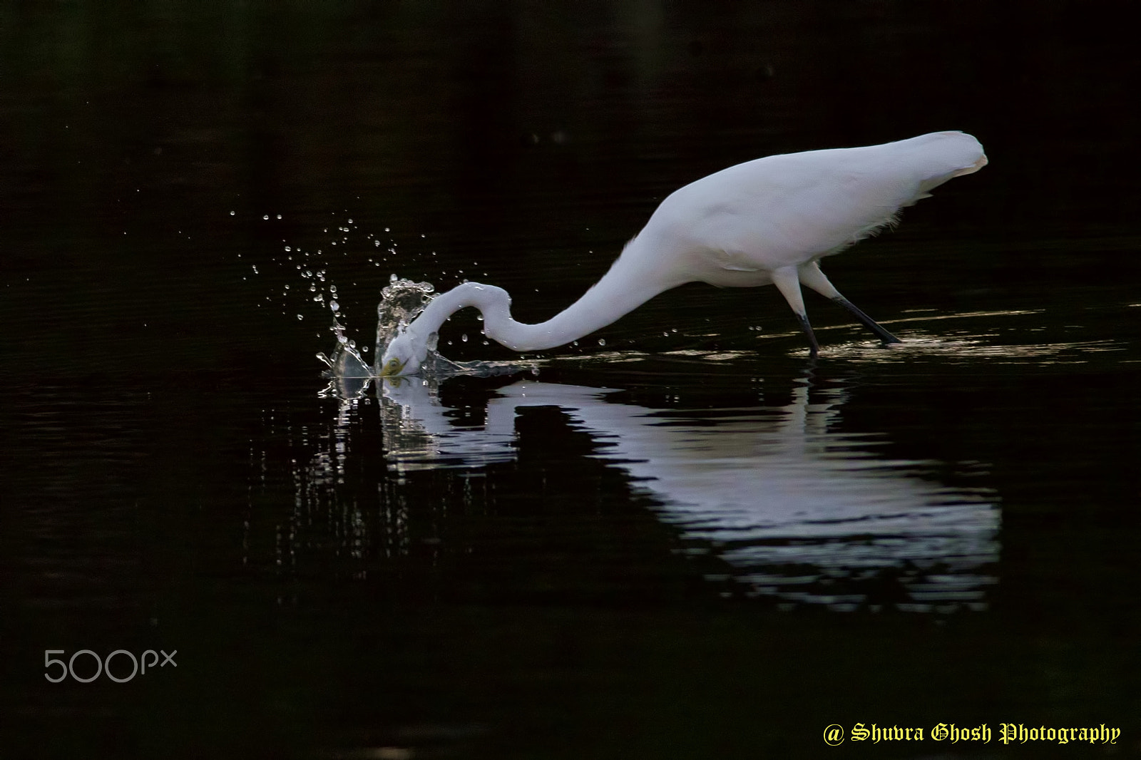 PC Micro-Nikkor 85mm f/2.8D sample photo. Egret series photography