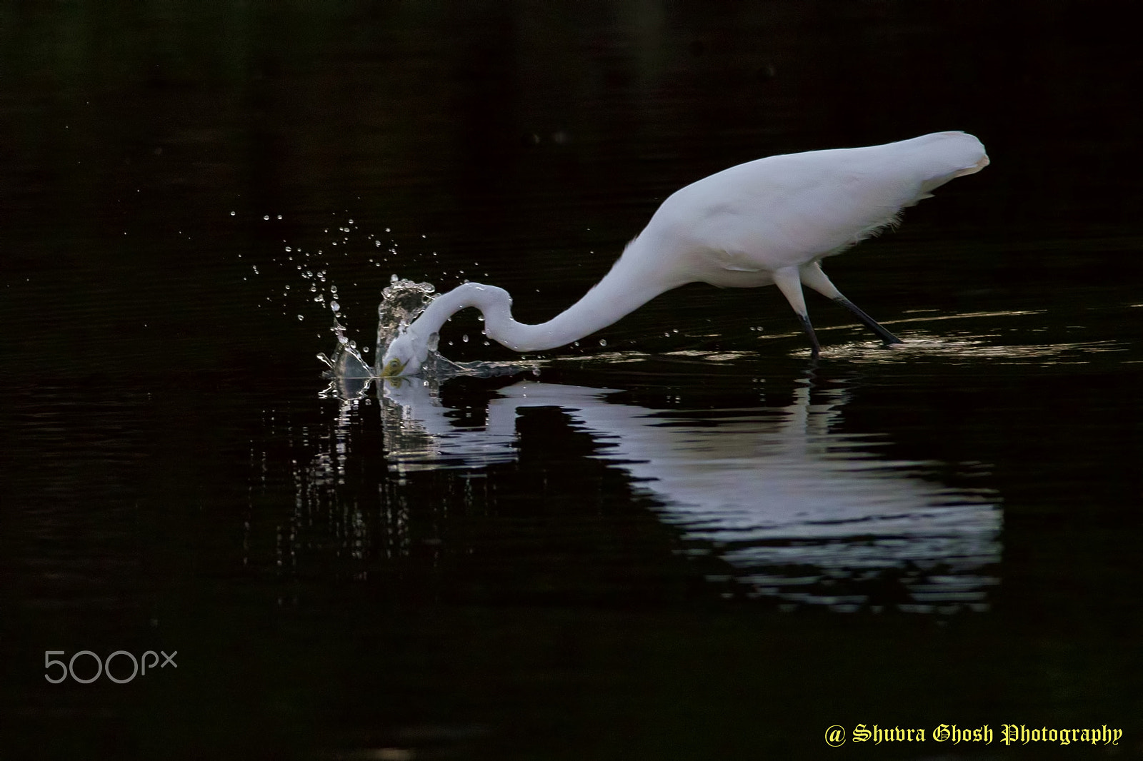 Nikon D810 + PC Micro-Nikkor 85mm f/2.8D sample photo. Egret series photography