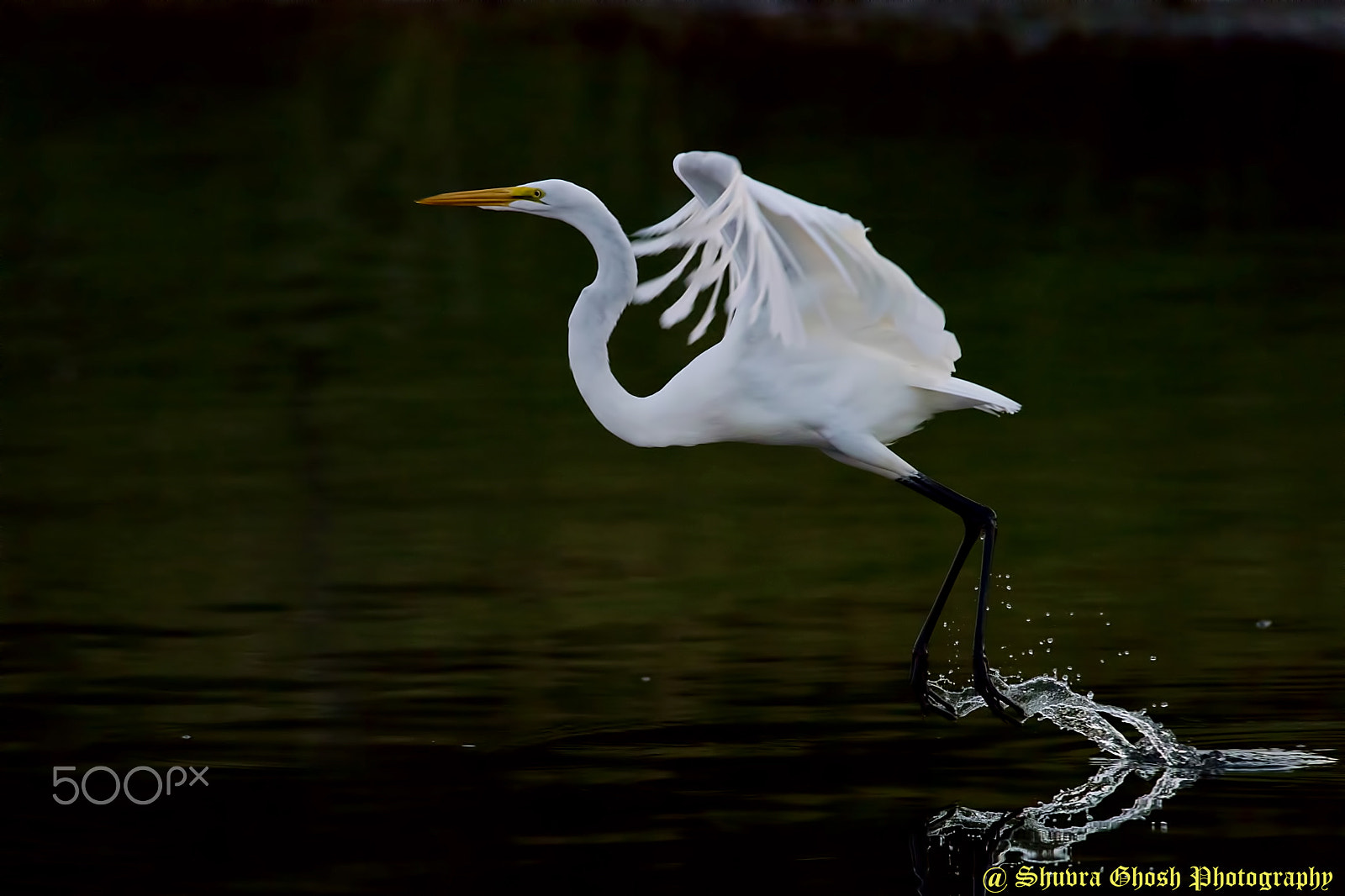 AF Zoom-Nikkor 24-50mm f/3.3-4.5 sample photo. Egret series photography