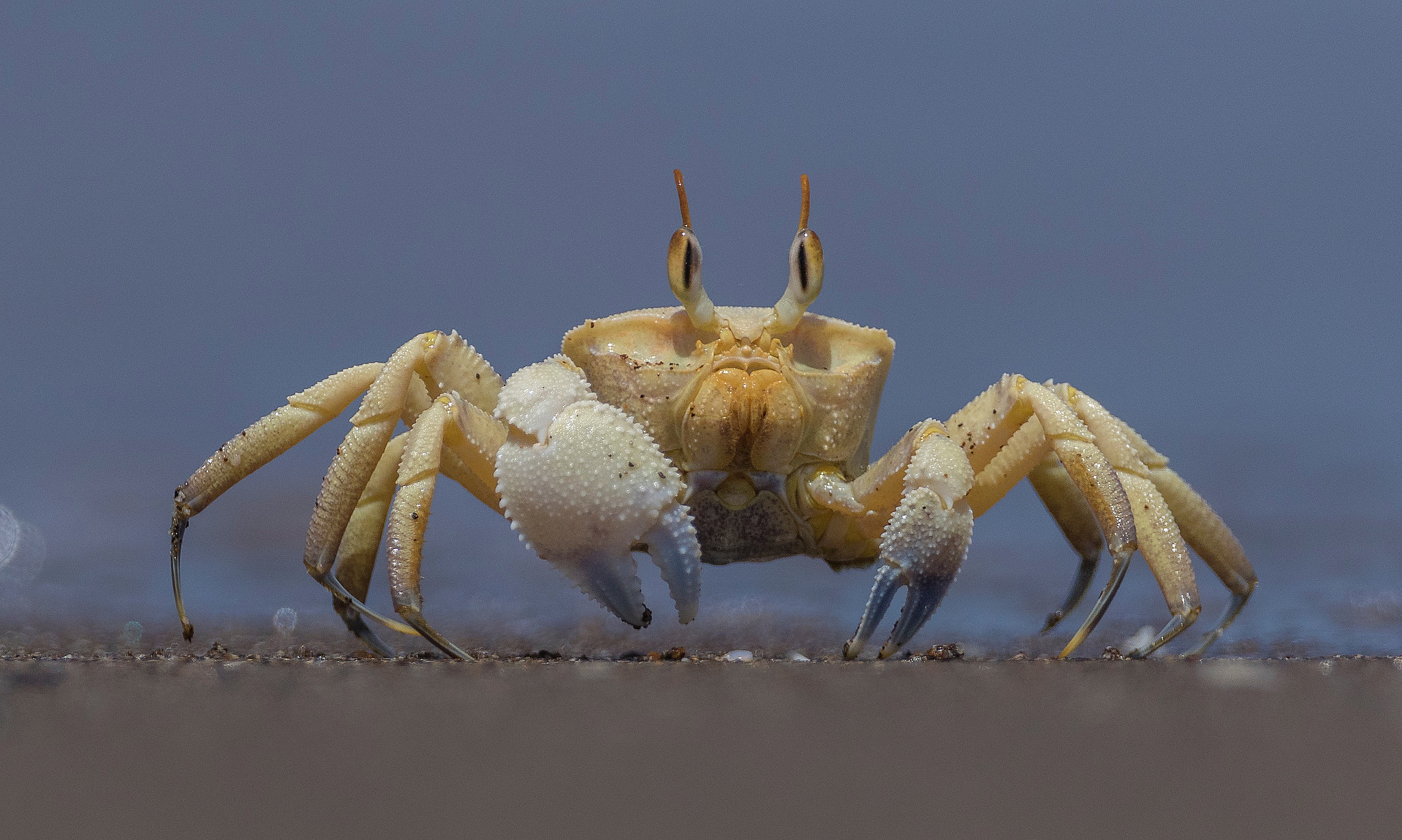 Canon EF 800mm F5.6L IS USM sample photo. Crab  photography