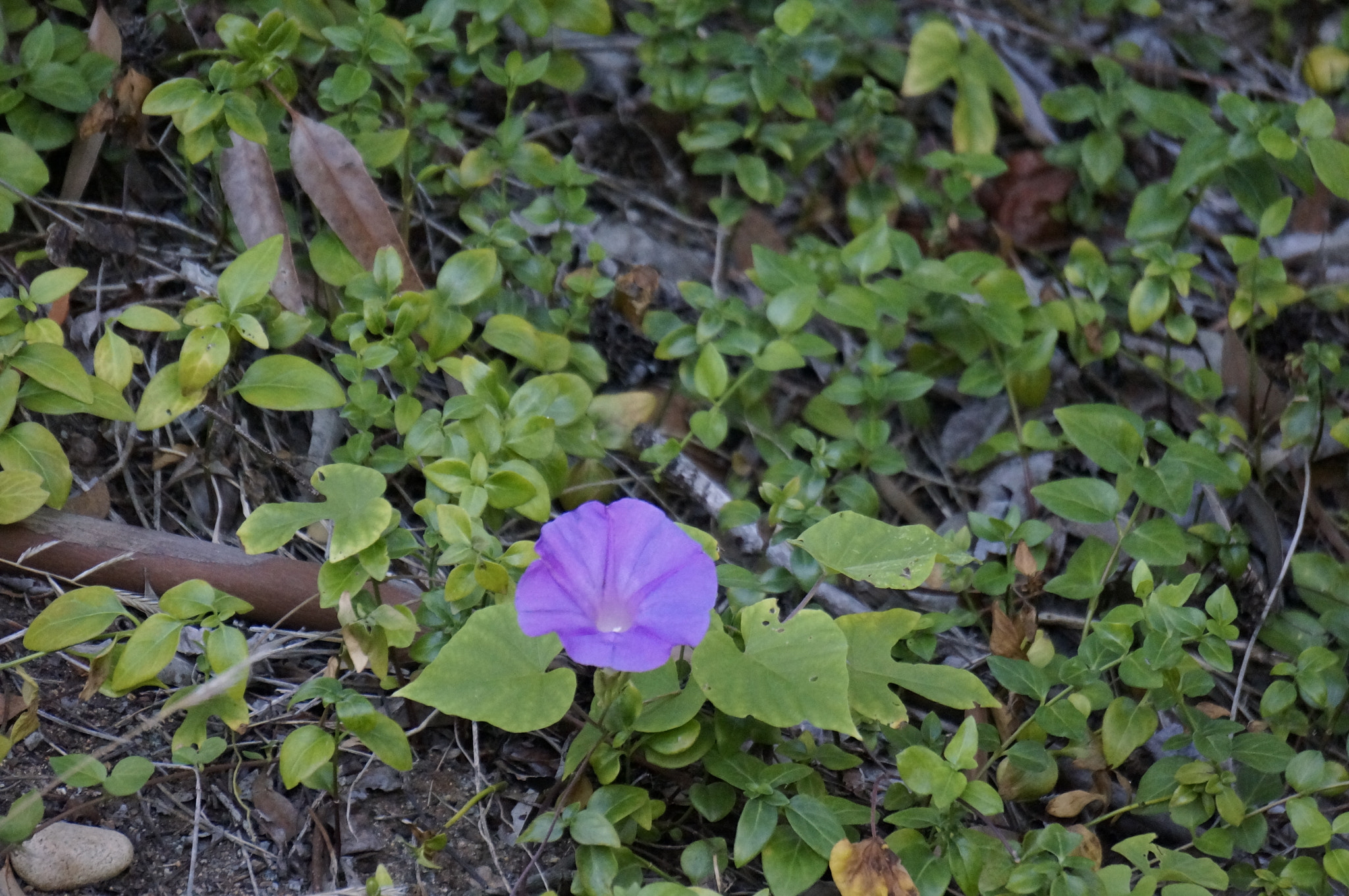 Sony E 55-210mm F4.5-6.3 OSS sample photo. Purple flower photography