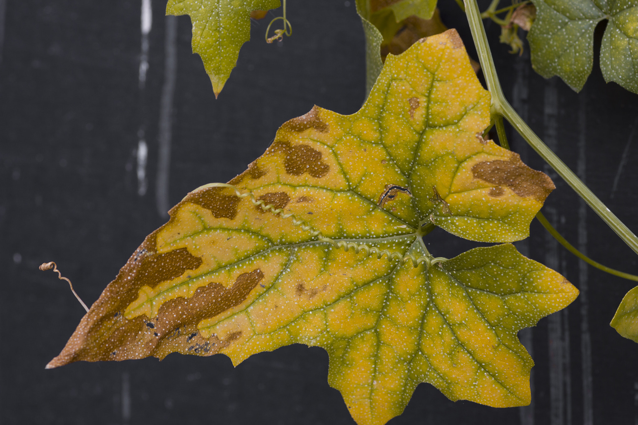 Sigma 105mm F2.8 EX DG Macro sample photo. Уходящая жизнь photography