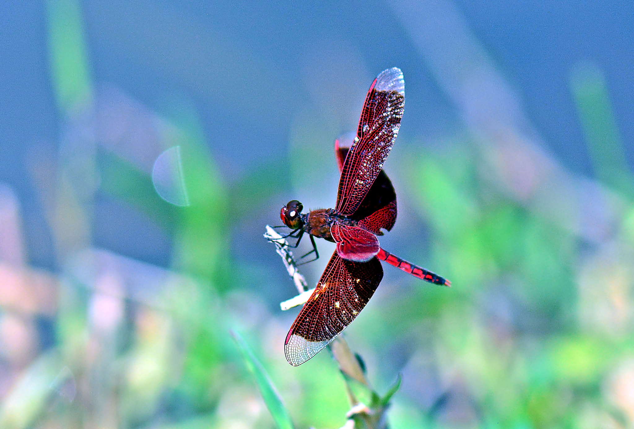 Nikon AF-S Micro-Nikkor 105mm F2.8G IF-ED VR sample photo. My camouflage sucks photography