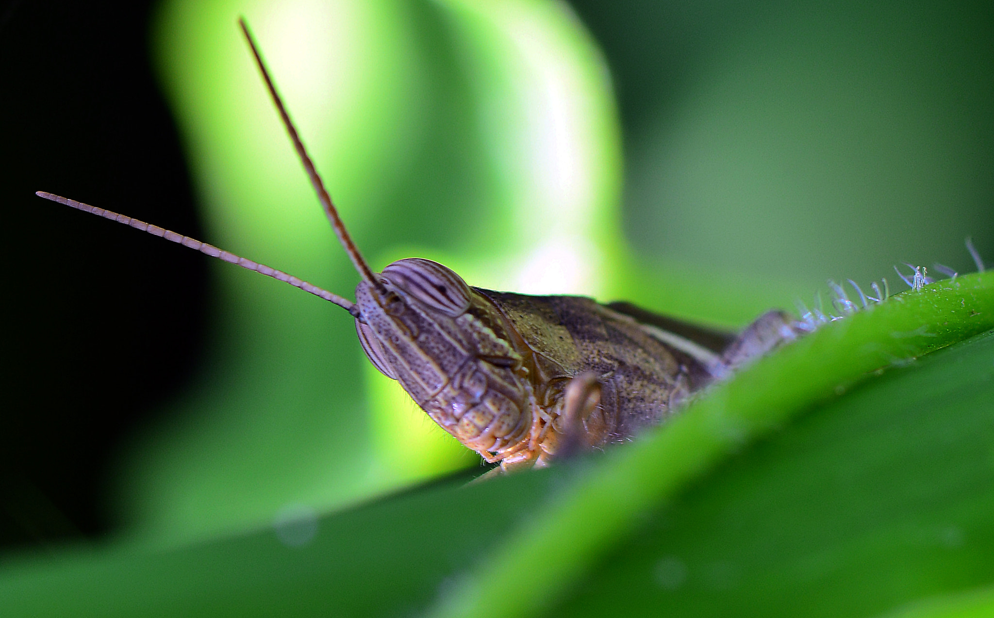 Nikon AF-S Micro-Nikkor 105mm F2.8G IF-ED VR sample photo. Stick out the head photography