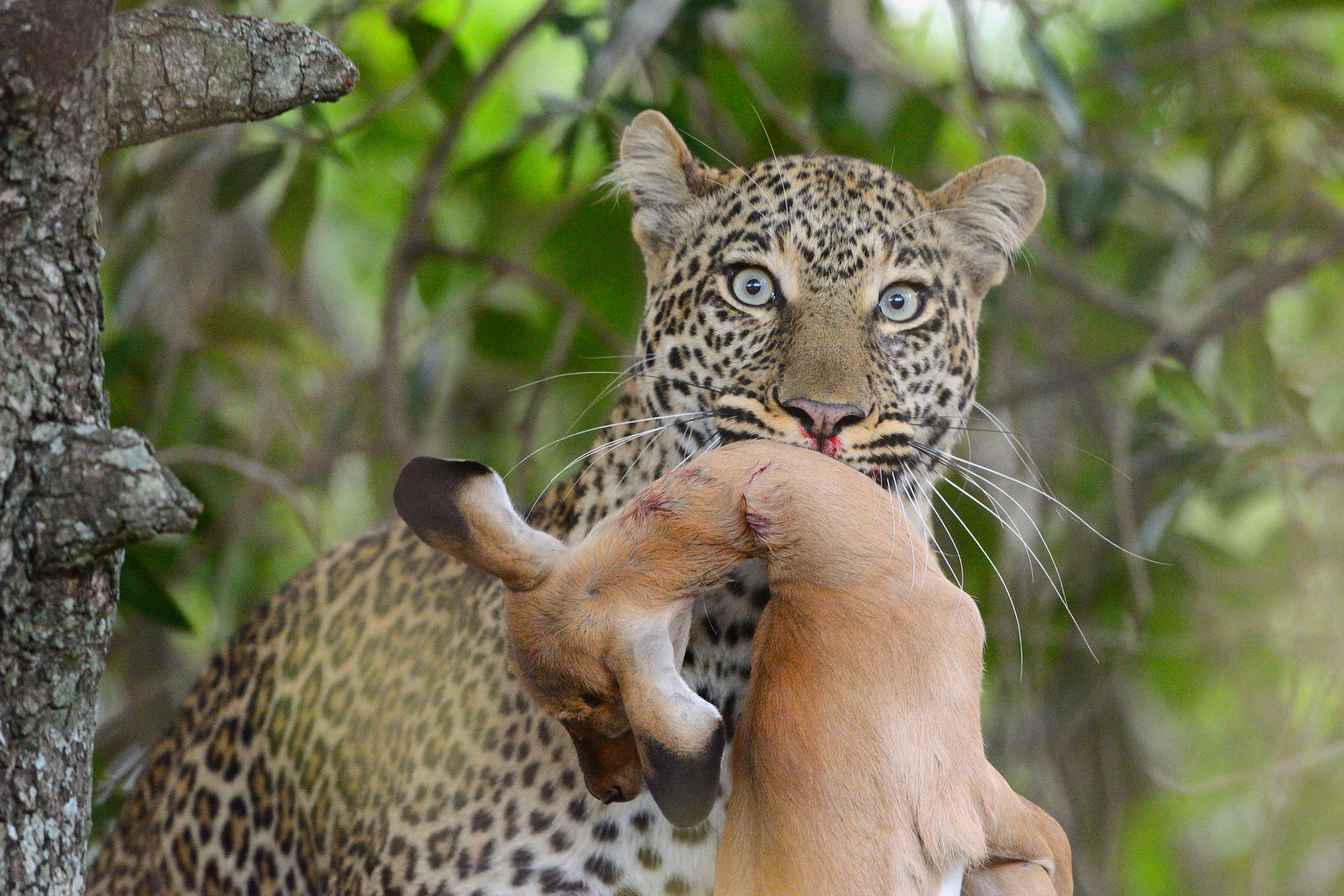 Nikon D800 + Nikon AF-S Nikkor 500mm F4G ED VR sample photo. Successful hunt 2 photography
