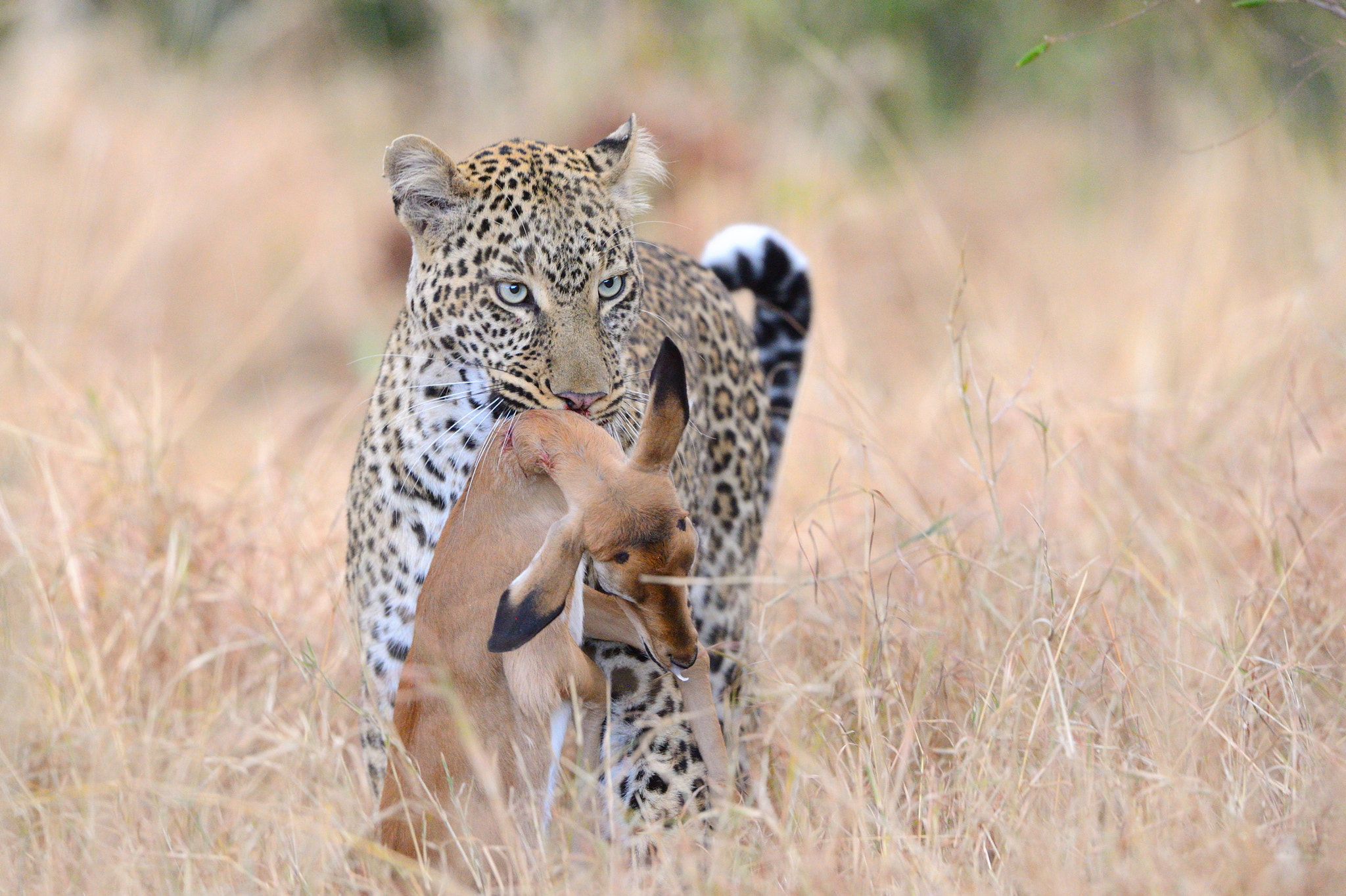 Nikon AF-S Nikkor 500mm F4G ED VR sample photo. Successful hunt 1 photography