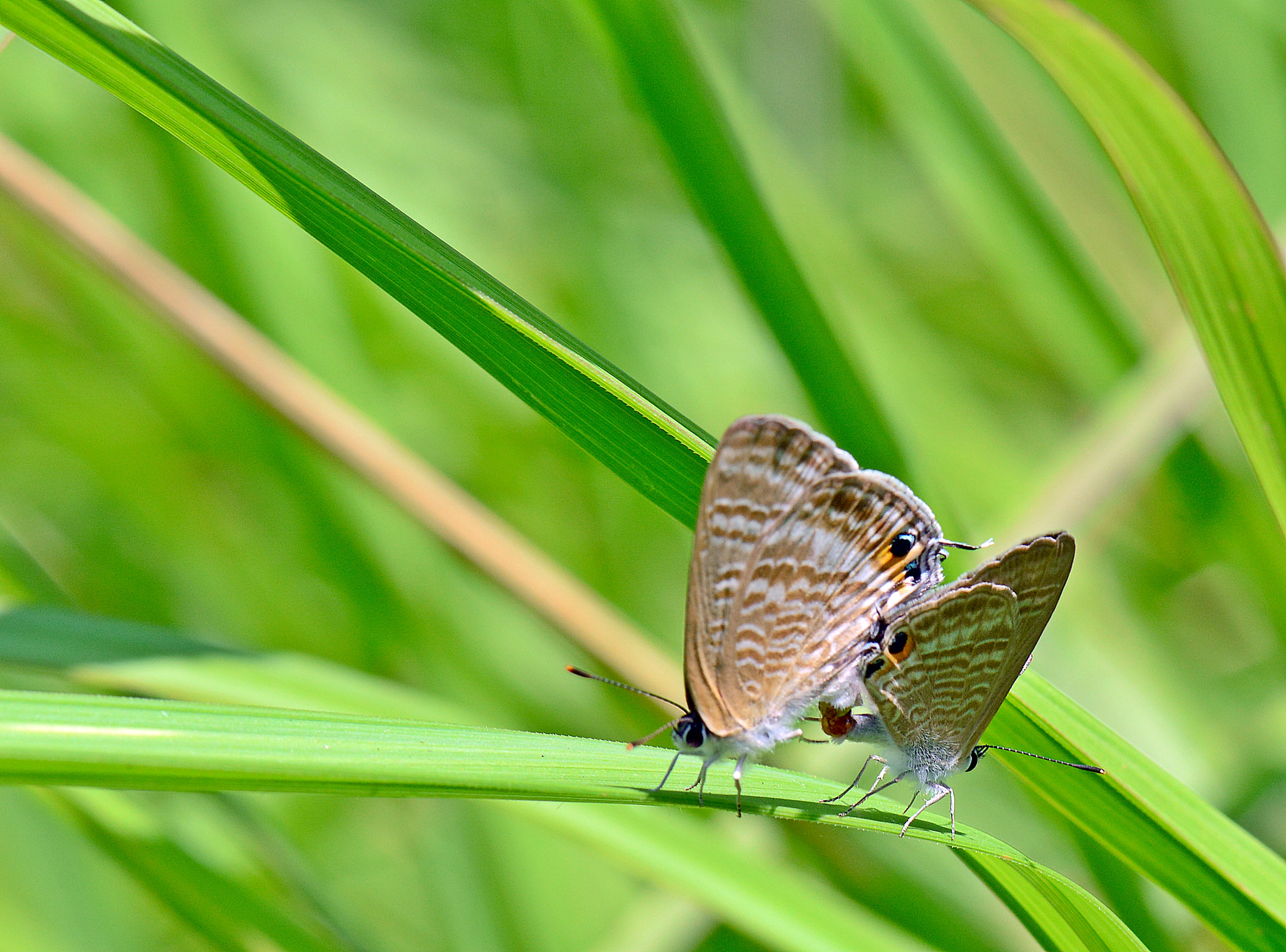 Nikon AF-S Micro-Nikkor 105mm F2.8G IF-ED VR sample photo. Having fun photography