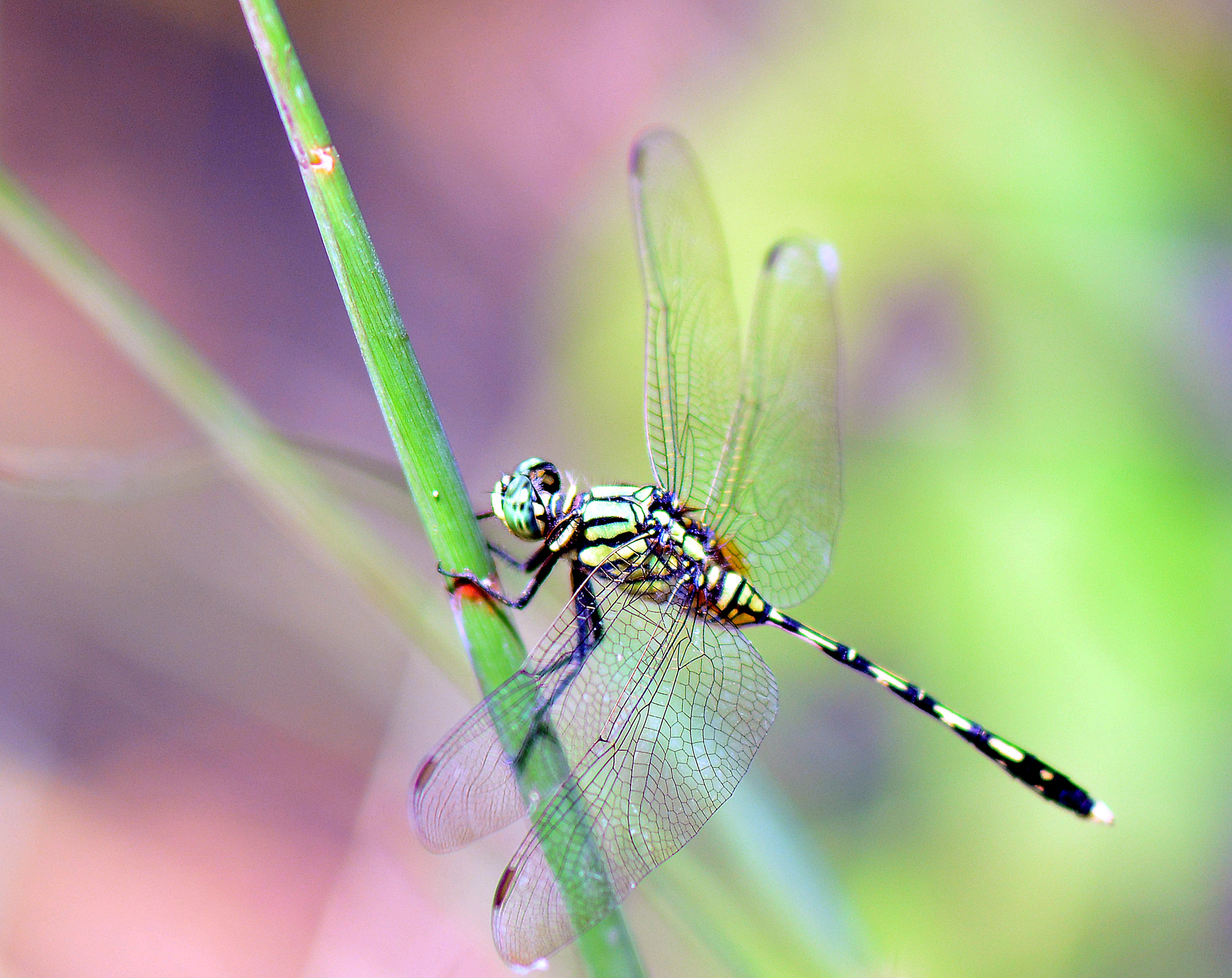 Nikon AF-S Micro-Nikkor 105mm F2.8G IF-ED VR sample photo. Hiding photography