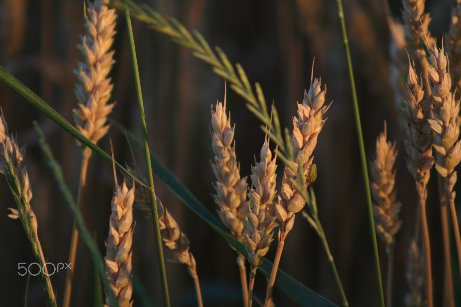 Canon EOS 80D + EF75-300mm f/4-5.6 sample photo. Sun on wheat photography