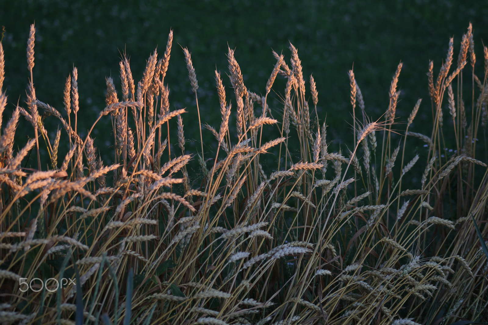 Canon EOS 80D + EF75-300mm f/4-5.6 sample photo. Wheat in the sunlight. photography