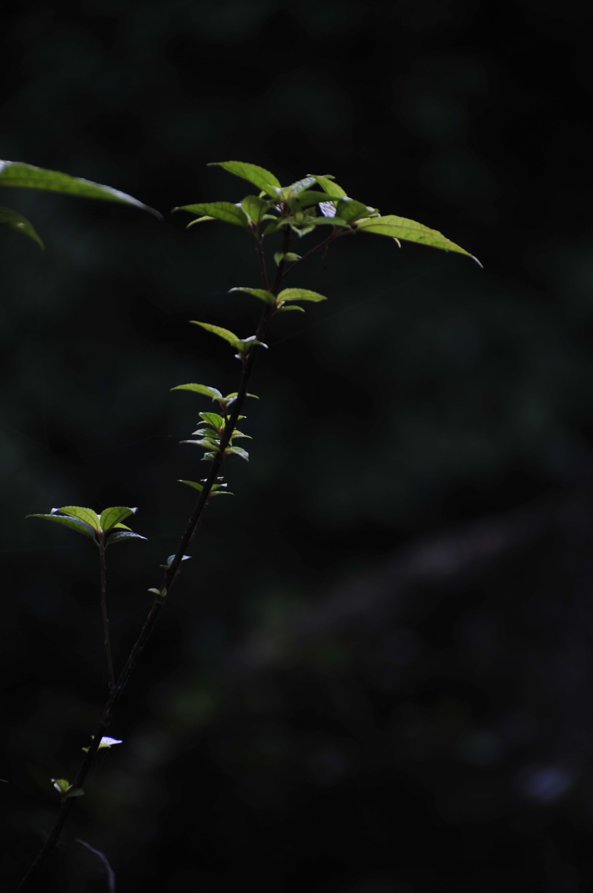 Nikon D3 sample photo. .. photography