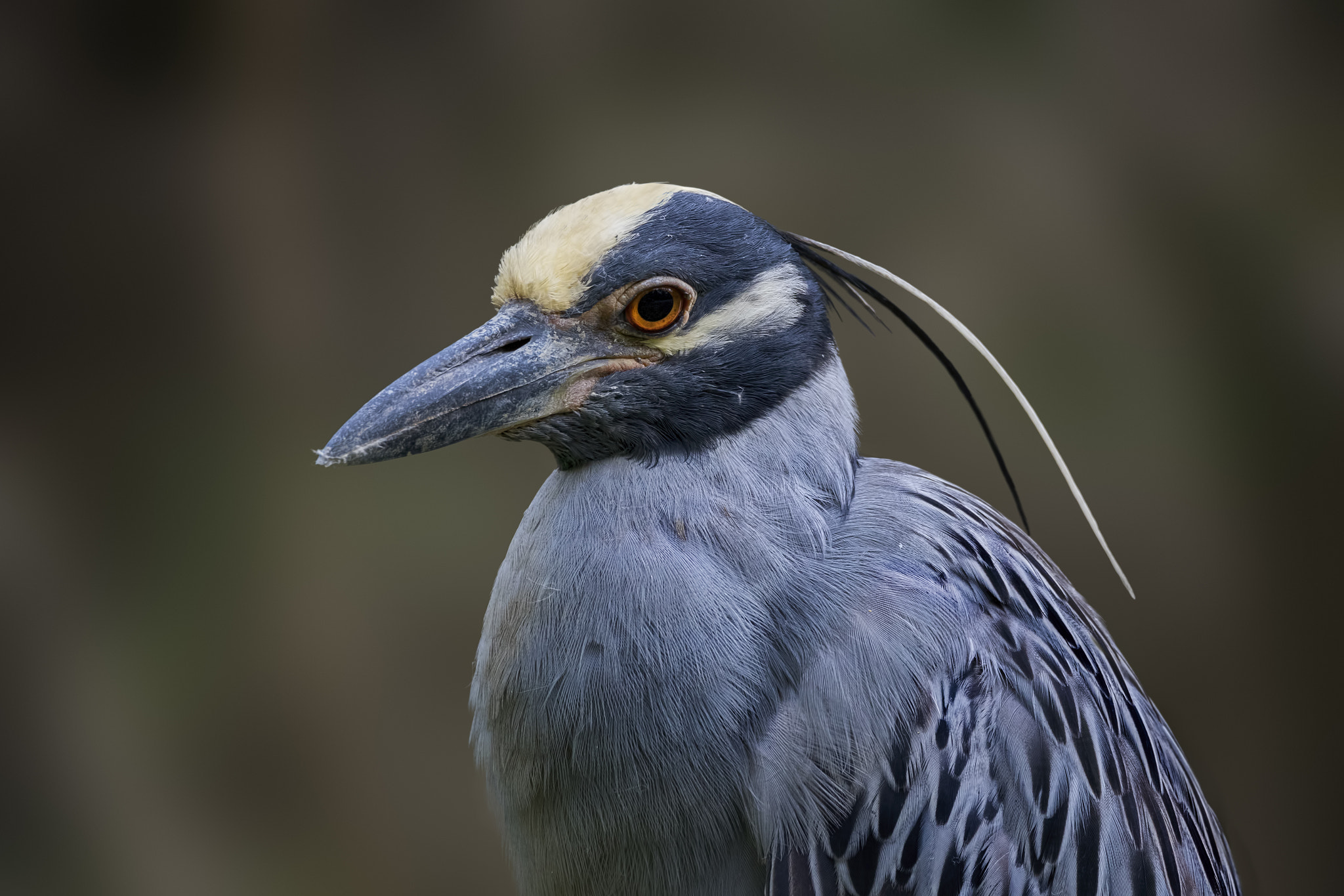 Heron 25.jpg