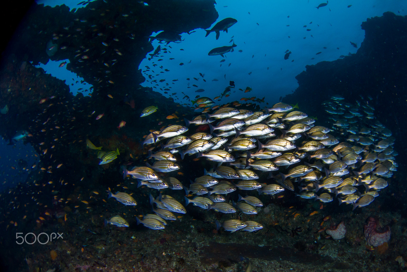 Canon EOS 7D + Canon EF 8-15mm F4L Fisheye USM sample photo. Reef life photography
