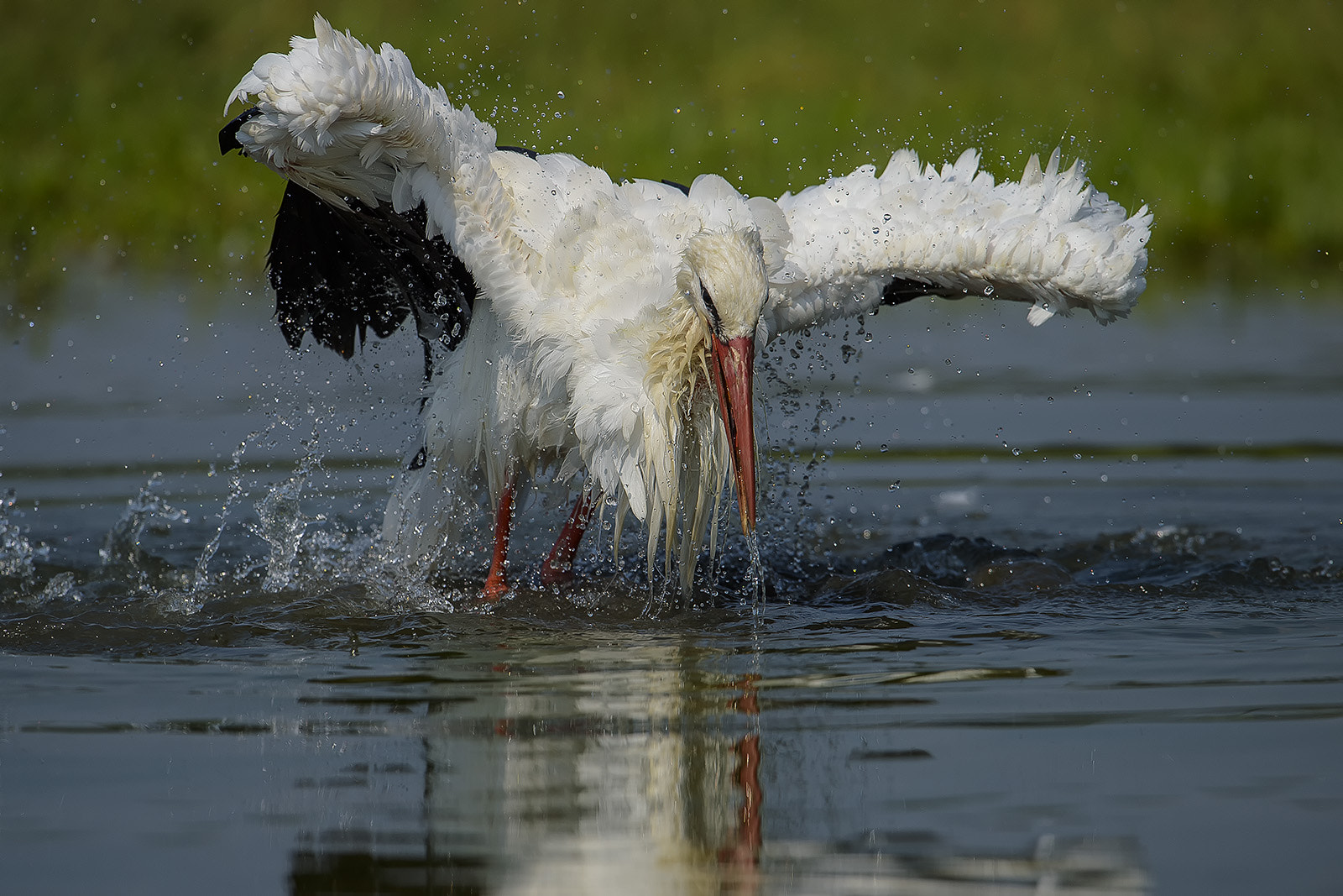 Nikon D4S + Nikon AF-S Nikkor 600mm F4G ED VR sample photo. Ciconia ciconia - cicogna bianca - white stork photography