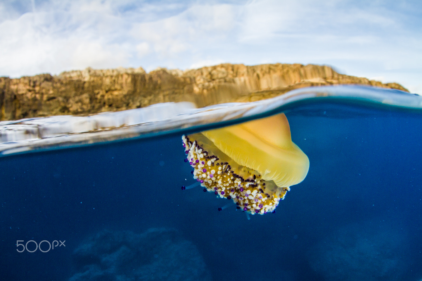Canon EOS 7D + Canon EF 8-15mm F4L Fisheye USM sample photo. Fried egg jellyfish photography