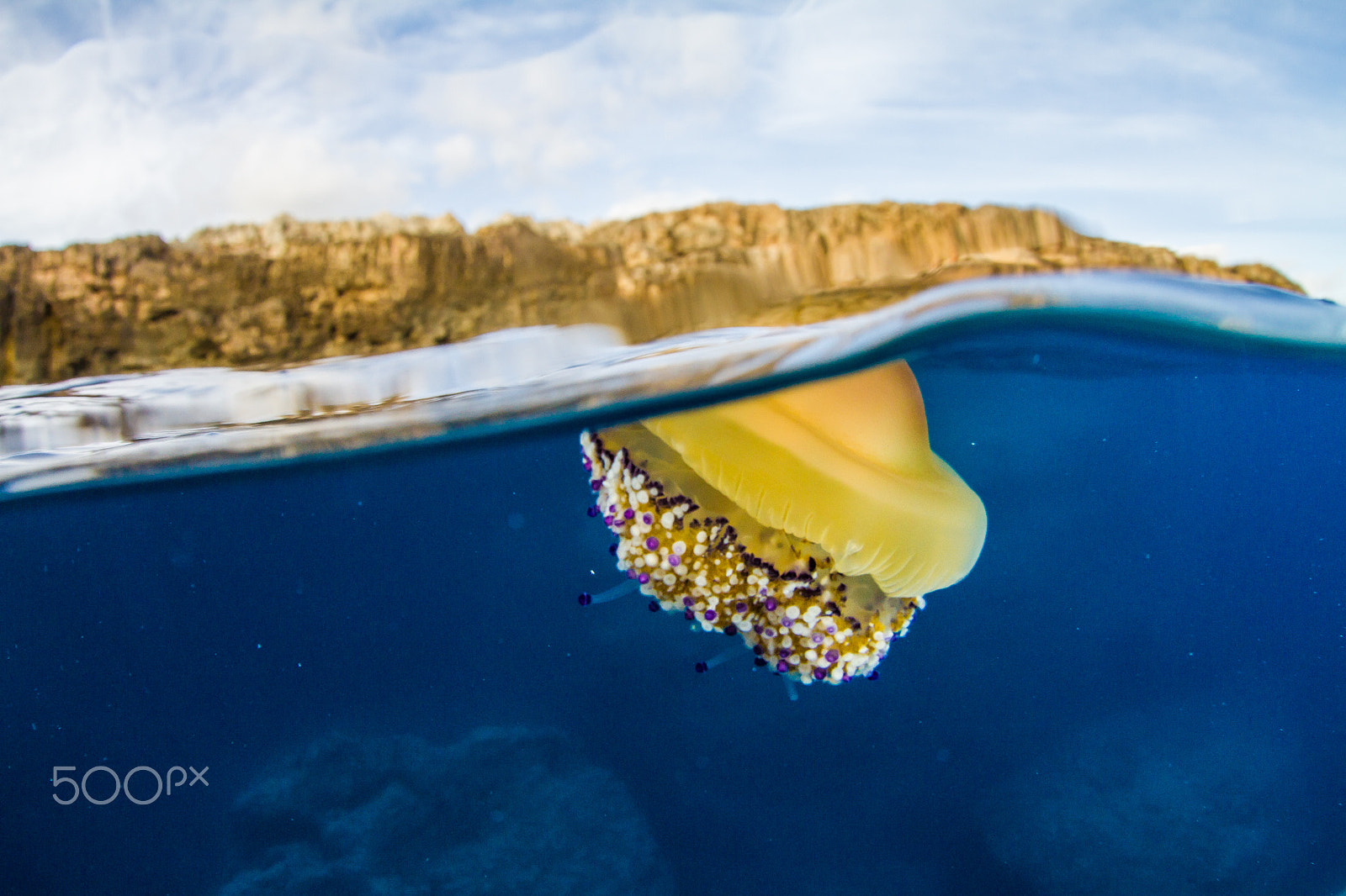 Canon EF 8-15mm F4L Fisheye USM sample photo. Fried egg jellyfish photography