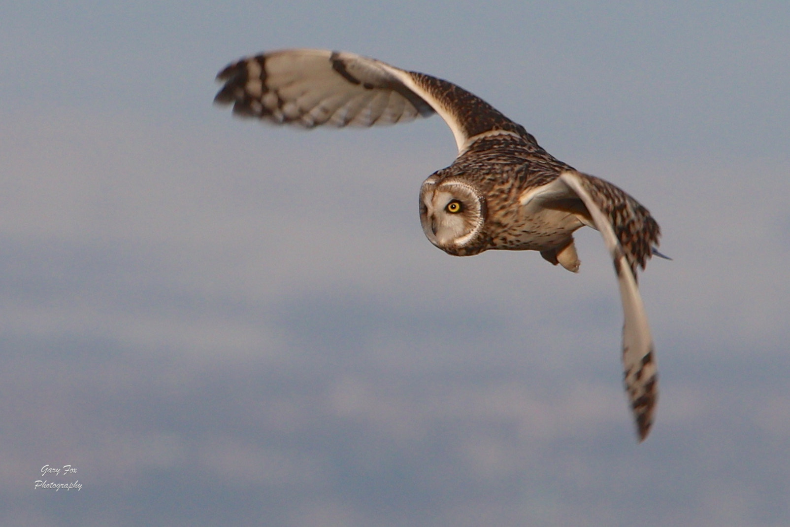 Canon EF 100-400mm F4.5-5.6L IS USM sample photo. Short eared owl photography