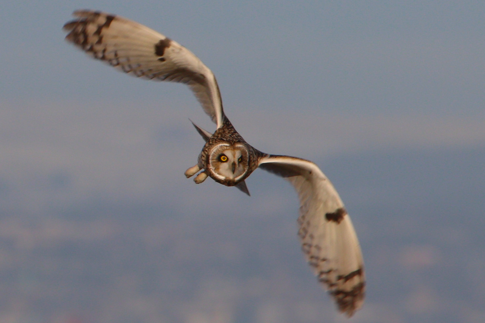 Canon EF 100-400mm F4.5-5.6L IS USM sample photo. Short eared owl photography