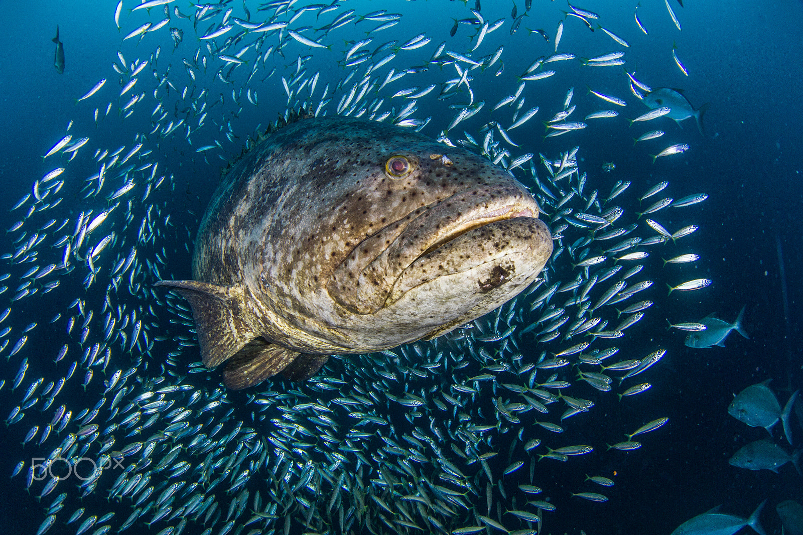 Canon EF 8-15mm F4L Fisheye USM sample photo. Goliath baitball photography