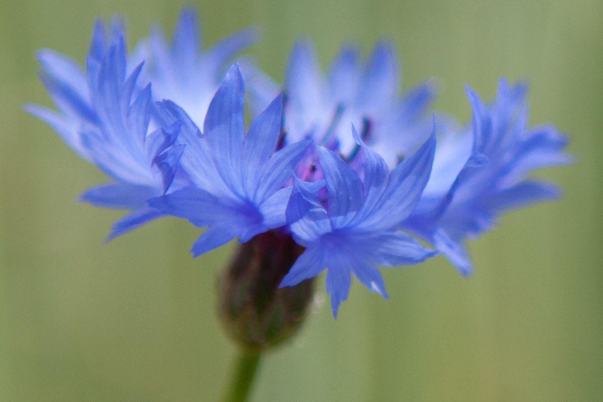Canon EOS 50D + Canon EF 24-70mm F2.8L USM sample photo. Corn flower photography