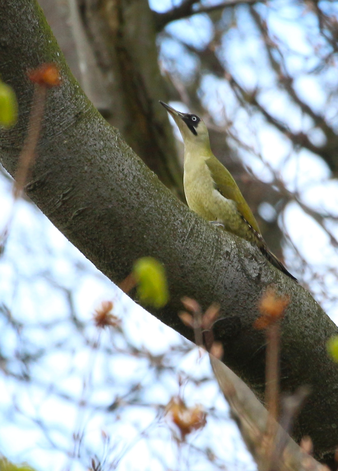 Canon EF 100-400mm F4.5-5.6L IS USM sample photo. Green woodpecker photography